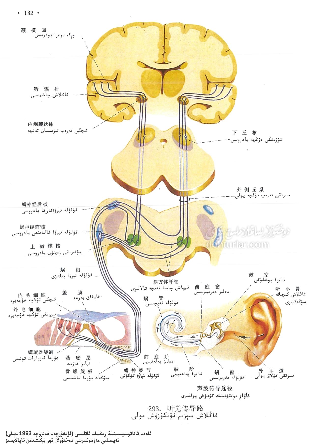 ئاڭلاش سېزىمى ئۆتكۈزۈش يولى ئاڭلاش سېزىمى ئۆتكۈزۈش يولى