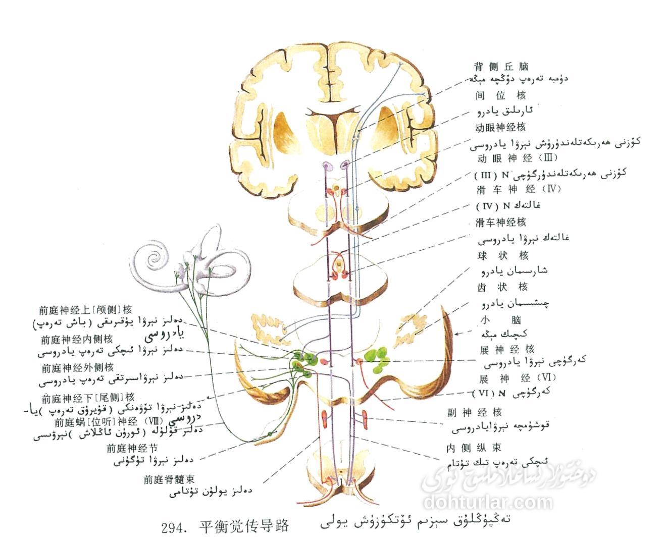 تەڭپۇڭلۇق سېزىم ئۆتكۈزۈش يولى ئاناتومىيىسى تەڭپۇڭلۇق سېزىم ئۆتكۈزۈش يولى ئاناتومىيىسى
