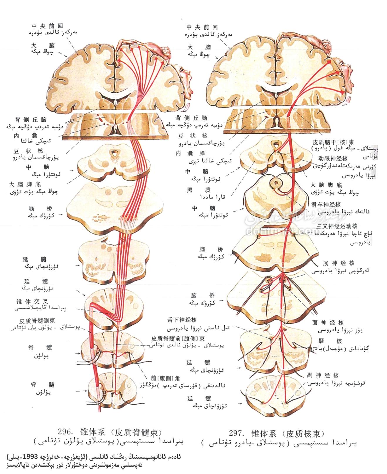 پىرامىدا سىستېمىسىنىڭ ئاساسلىق يوللىرى ئاناتومىيىسى