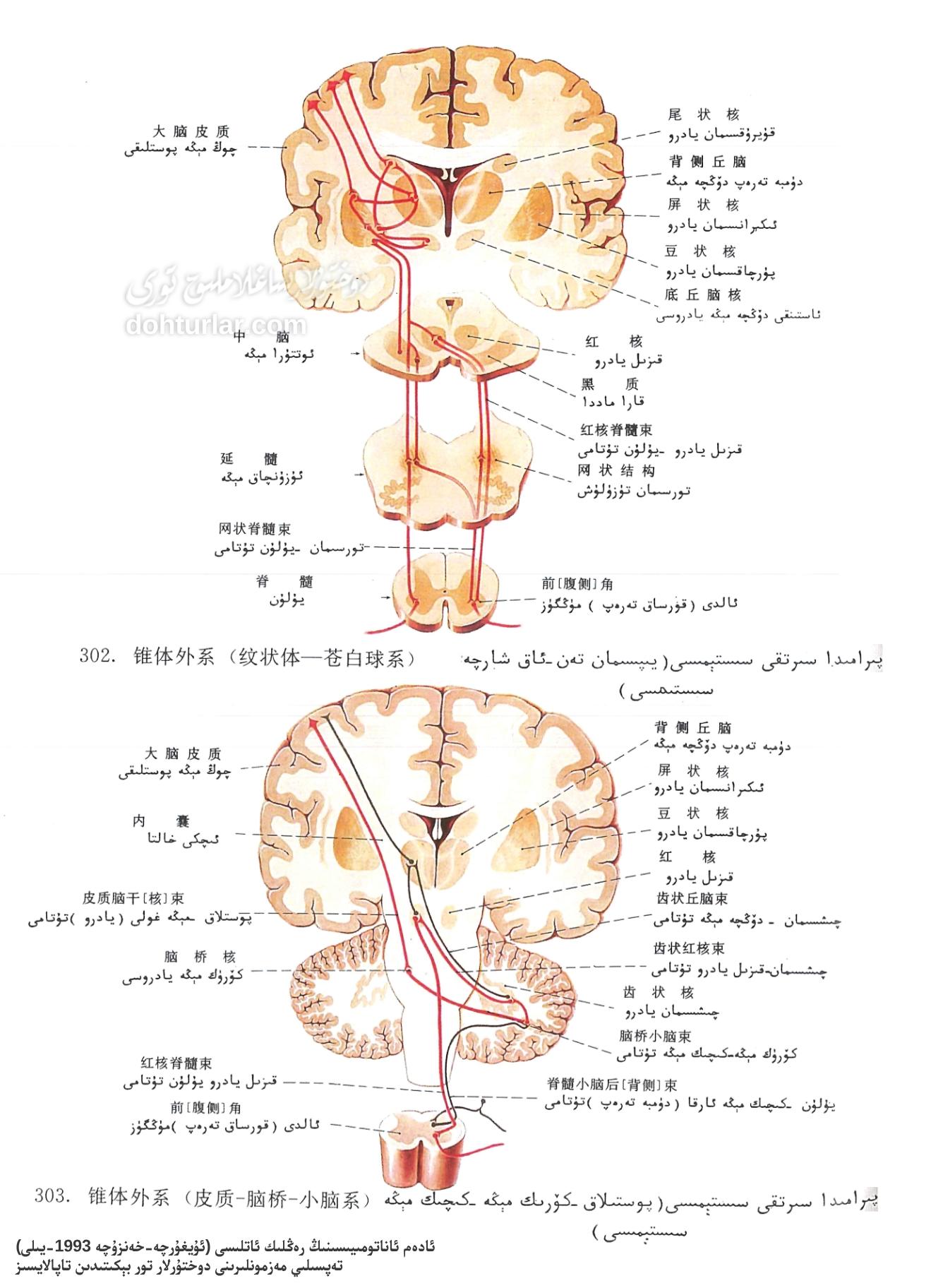پىرامىدا سىرتقى سىستېمىسى ئاناتومىيىسى پىرامىدا سىرتقى سىستېمىسى ئاناتومىيىسى
