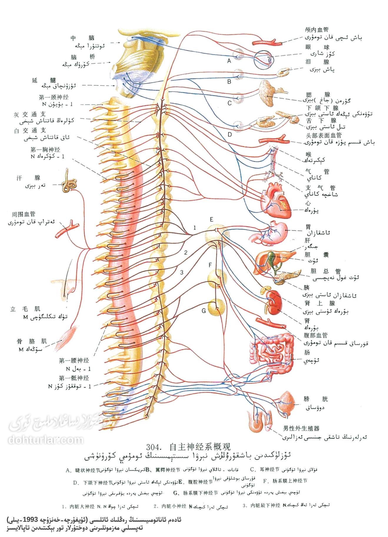 ئۆزلۈكىدىن باشقۇرۇلۇش نېرۋا سىستېمىسى ئاناتومىيىسى ئۆزلۈكىدىن باشقۇرۇلۇش نېرۋا سىستېمىسى ئاناتومىيىسى