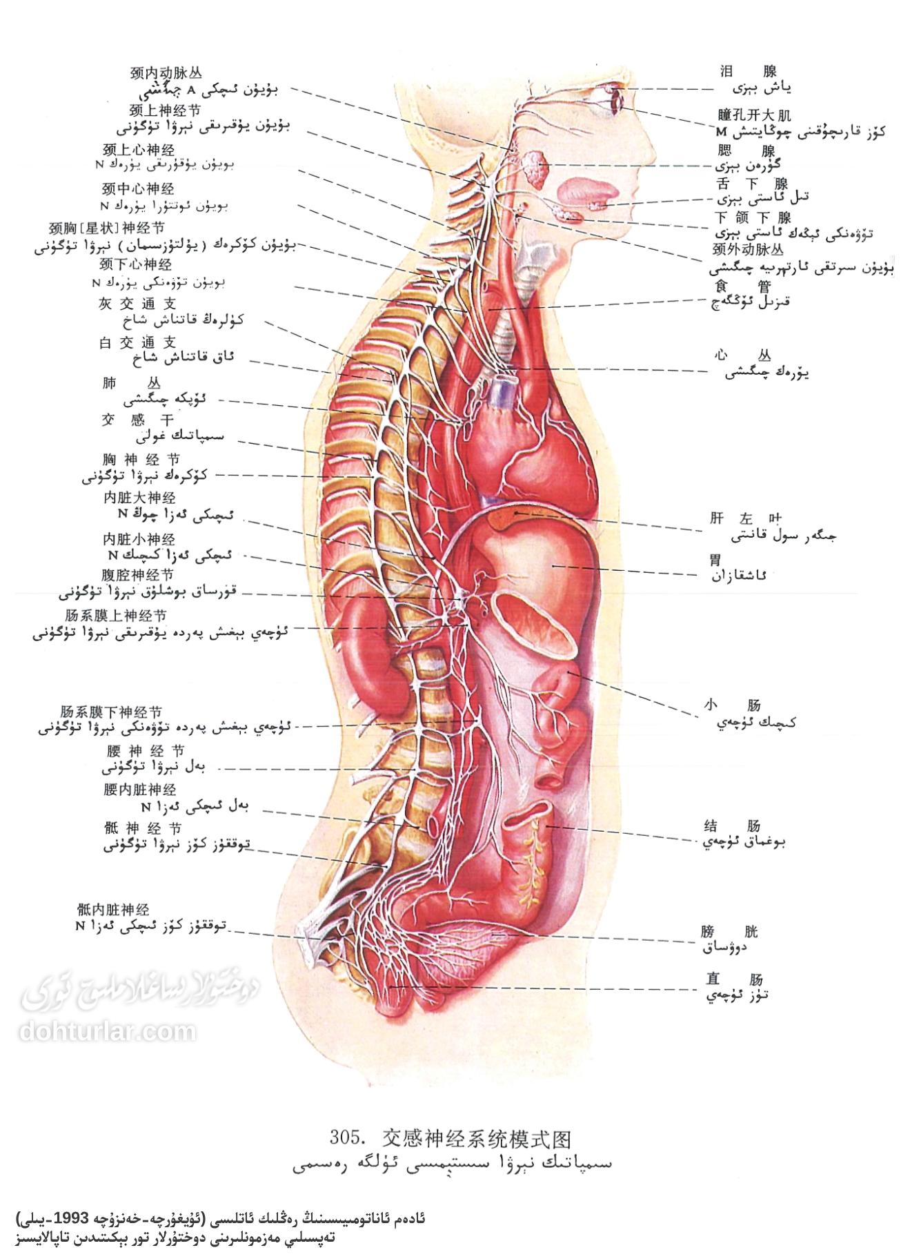 سىمپاتىك نېرۋا سىستېمىسى ئاناتومىيىسى سىمپاتىك نېرۋا سىستېمىسى ئاناتومىيىسى