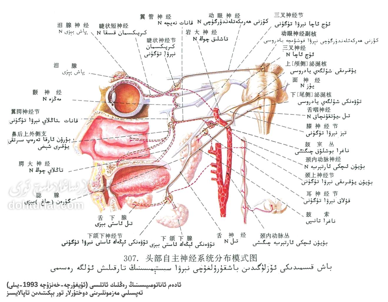 باش قىسمىدىكى ئاپتونوم نېرۋا سىستېمىسى ئاناتومىيىسى باش قىسمىدىكى ئاپتونوم نېرۋا سىستېمىسى ئاناتومىيىسى