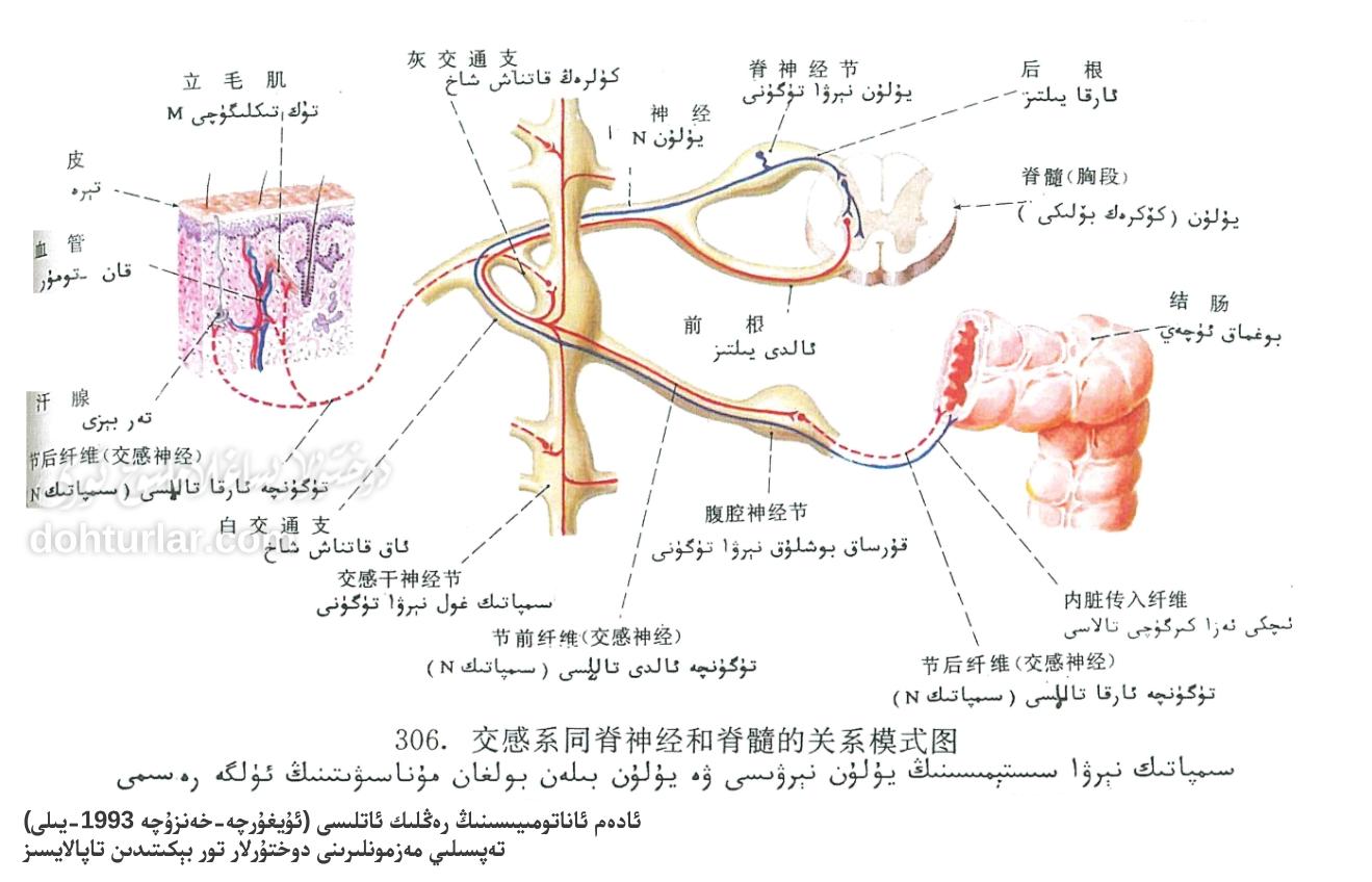 سىمپاتىك نېرۋا سىستېمىسى ئاناتومىيىسى سىمپاتىك نېرۋا سىستېمىسى ئاناتومىيىسى