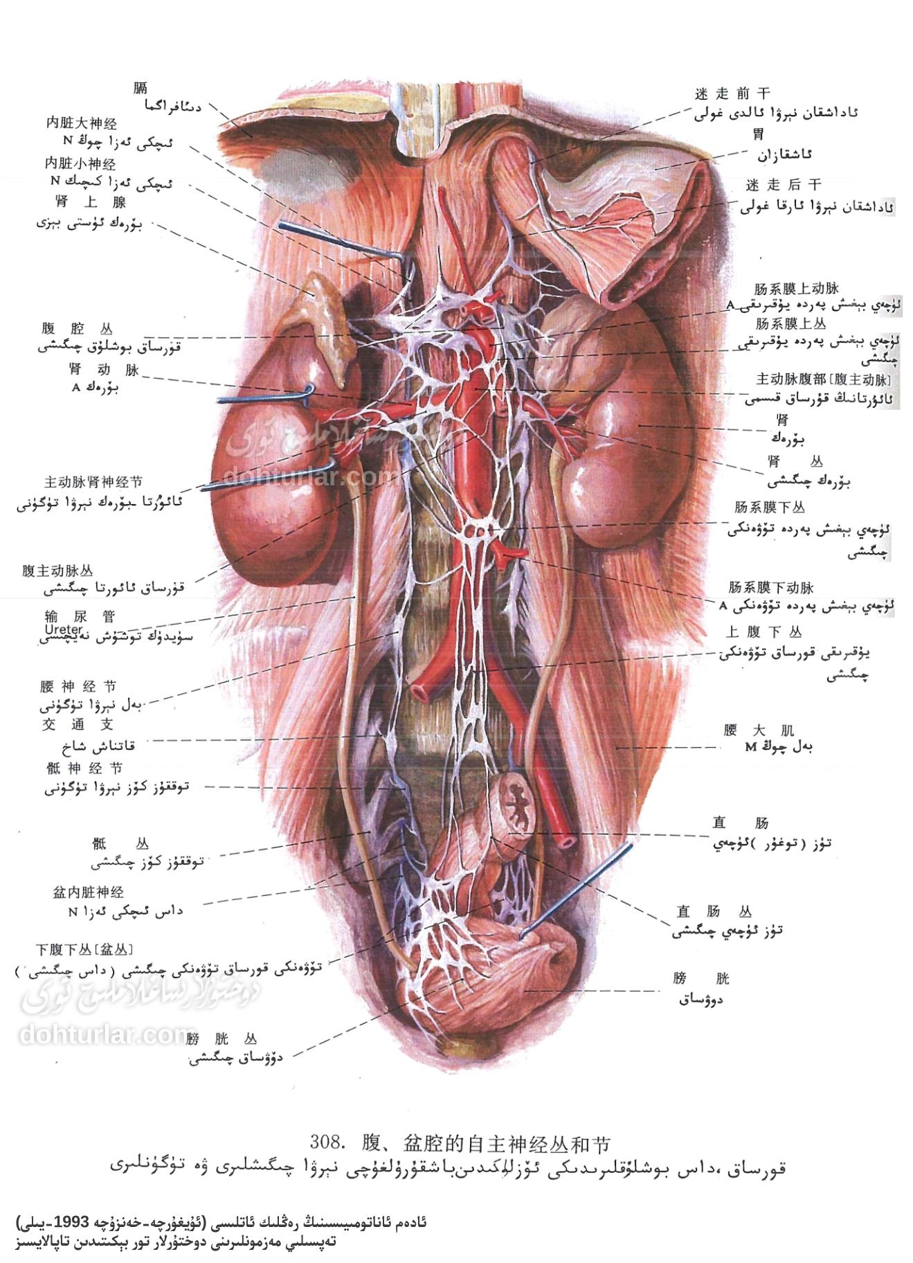 قورساق ۋە داس بوشلۇقىدىكى ئاپتونوم نېرۋا سىستېمىسى ئاناتومىيىلىك تۈزۈلۈشى قورساق ۋە داس بوشلۇقىدىكى ئاپتونوم نېرۋا سىستېمىسى ئاناتومىيىلىك تۈزۈلۈشى