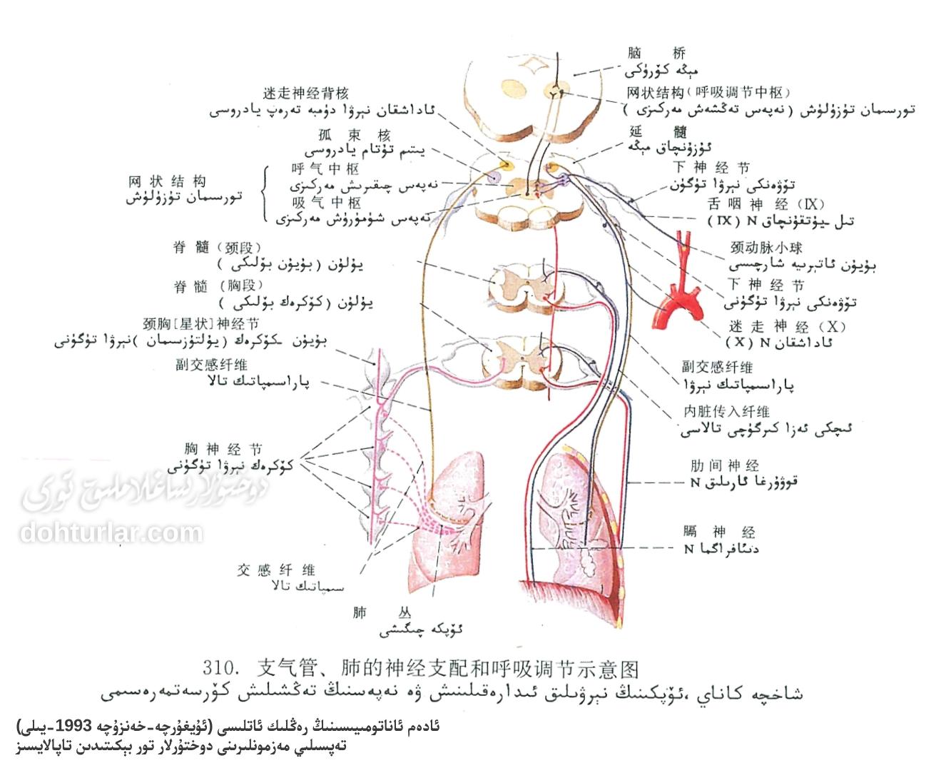 شاخچە كاناي، ئۆپكىنىڭ نېرۋىلىق ئىدارە قىلىنىش ۋە نەپەسنىڭ تەڭشىلىش ئاناتومىيىسى شاخچە كاناي، ئۆپكىنىڭ نېرۋىلىق ئىدارە قىلىنىش ۋە نەپەسنىڭ تەڭشىلىش ئاناتومىيىسى