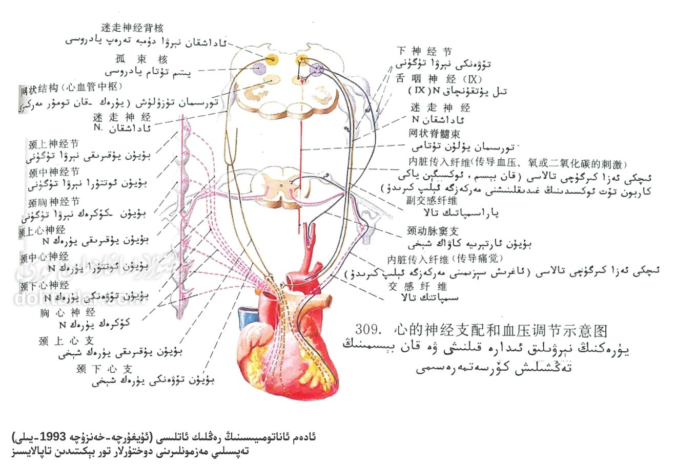 يۈرەكنىڭ نېرۋىلىق ئىدارە قىلىنىشى ۋە قان بېسىمىنىڭ تەڭشىلىش ئاناتومىيىسى يۈرەكنىڭ نېرۋىلىق ئىدارە قىلىنىشى ۋە قان بېسىمىنىڭ تەڭشىلىش ئاناتومىيىسى