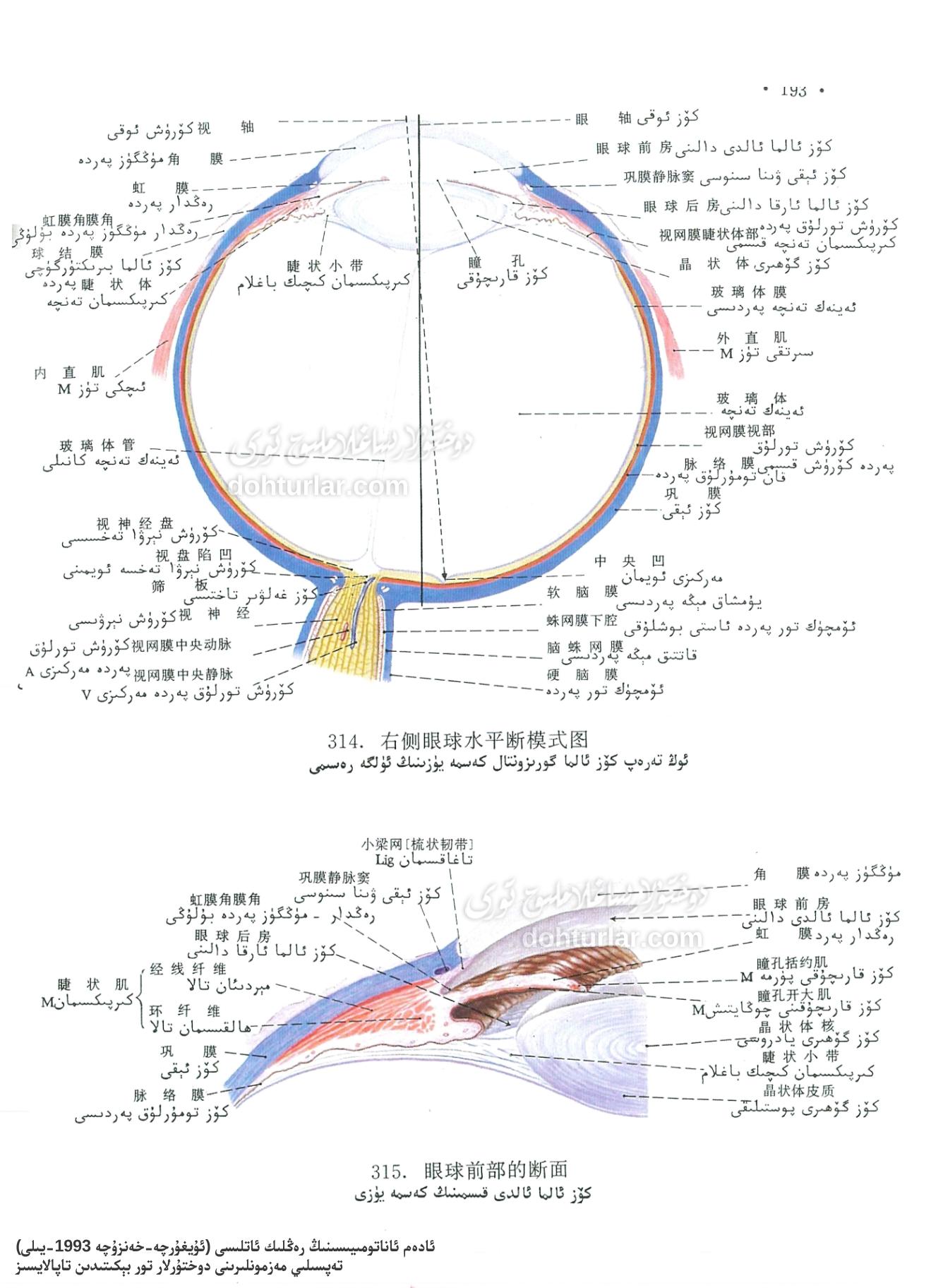 كۆز ئاناتومىيەلىك تۈزۈلۈشى