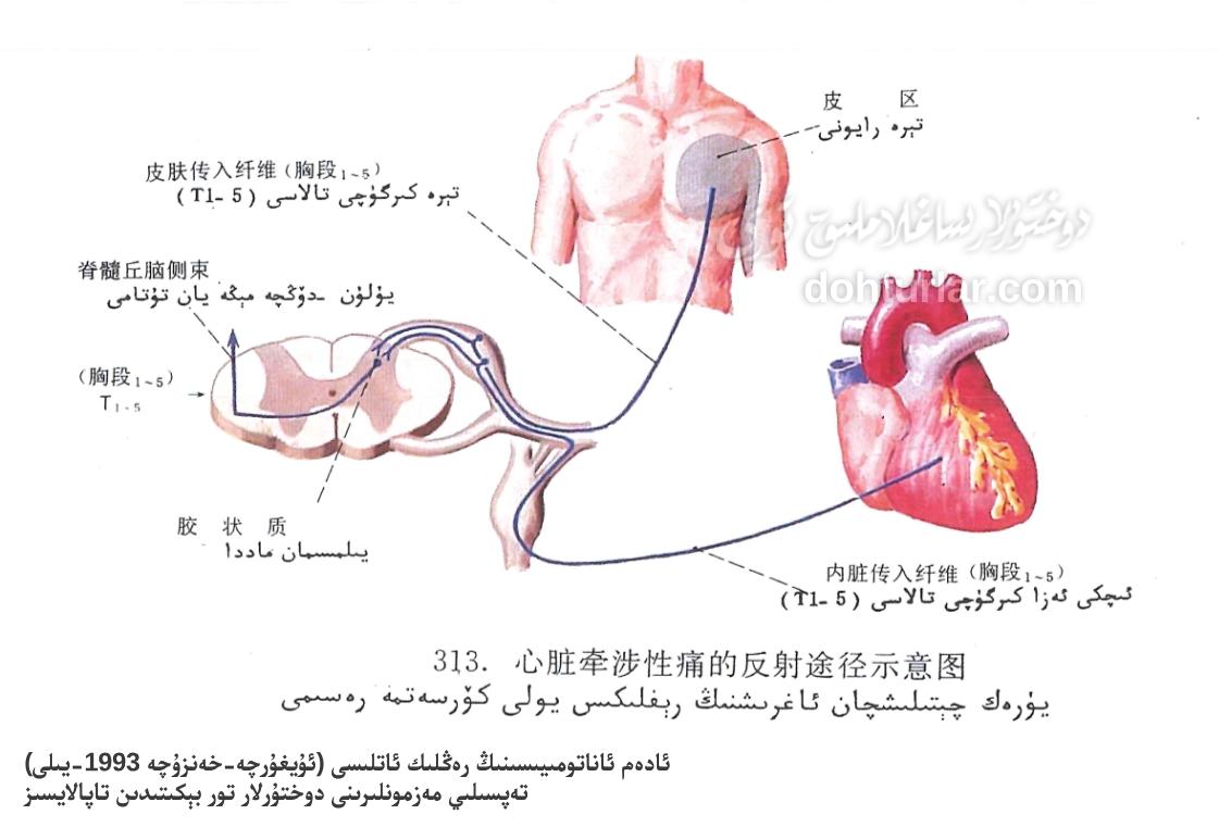 يۈرەك چېتىلىشچان ئاغرىقىنىڭ رېفلىكىس يولى كۆرسەتمە رەسىمى يۈرەك چېتىلىشچان ئاغرىقىنىڭ رېفلىكىس يولى كۆرسەتمە رەسىمى