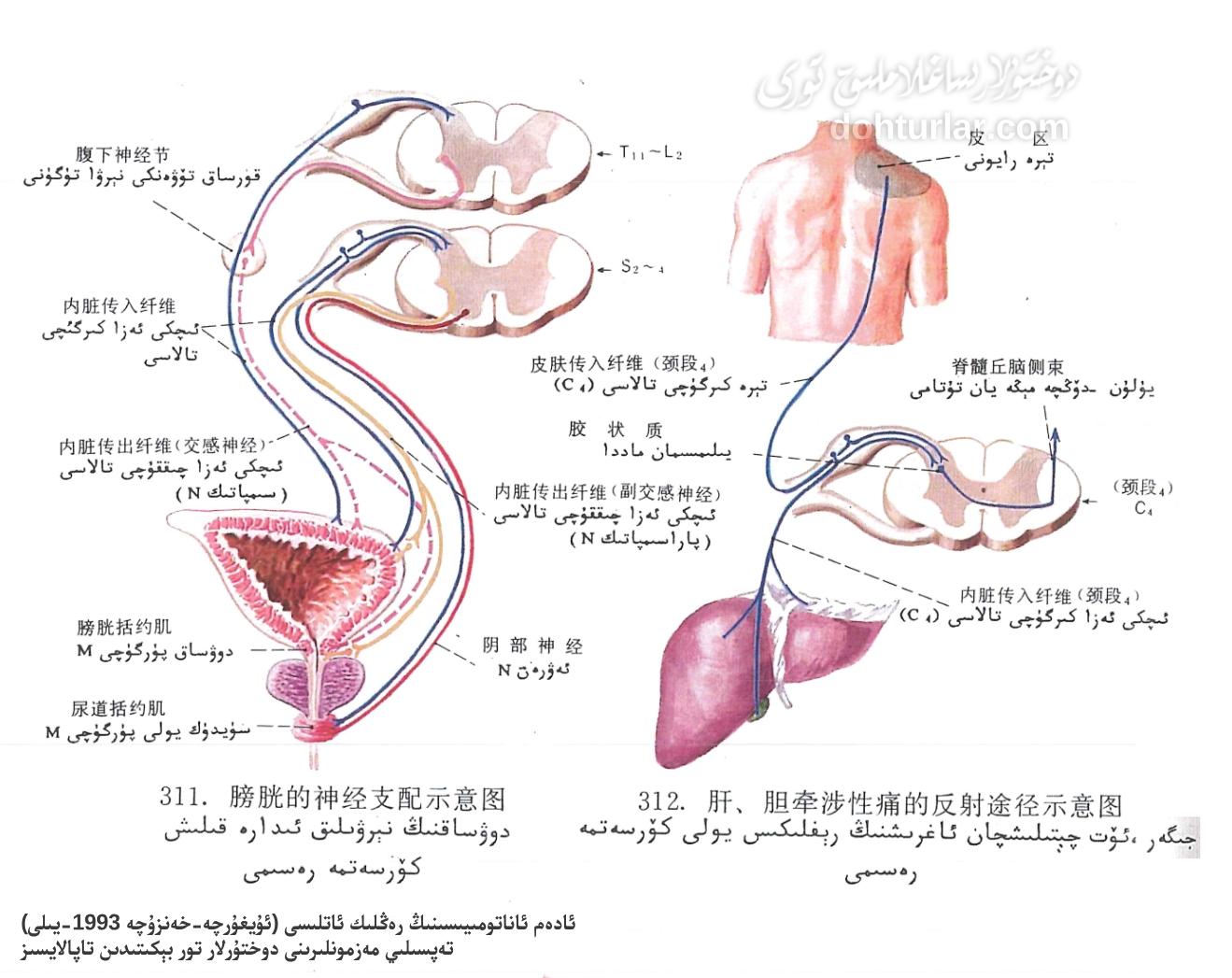 يۈرەك چېتىلىشچان ئاغرىشنىڭ رېفلىكىس يولى ئاناتومىيىسى يۈرەك چېتىلىشچان ئاغرىشنىڭ رېفلىكىس يولى ئاناتومىيىسى