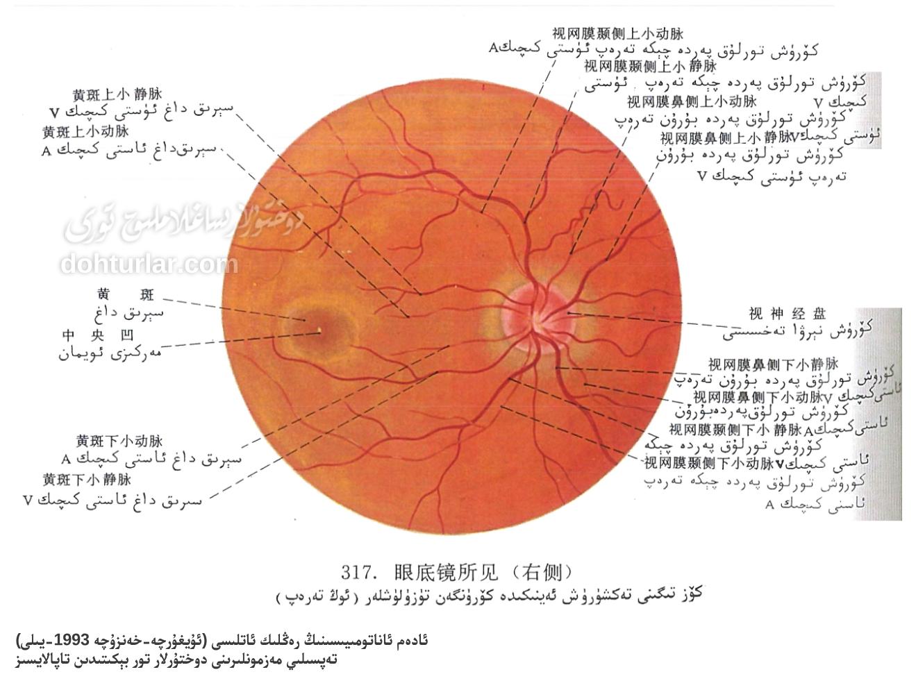 كۆز تىگى تەكشۈرۈش ئەينىكىدە كۆرۈنگەن تۈزۈلۈشلەر كۆز تىگى تەكشۈرۈش ئەينىكىدە كۆرۈنگەن تۈزۈلۈشلەر