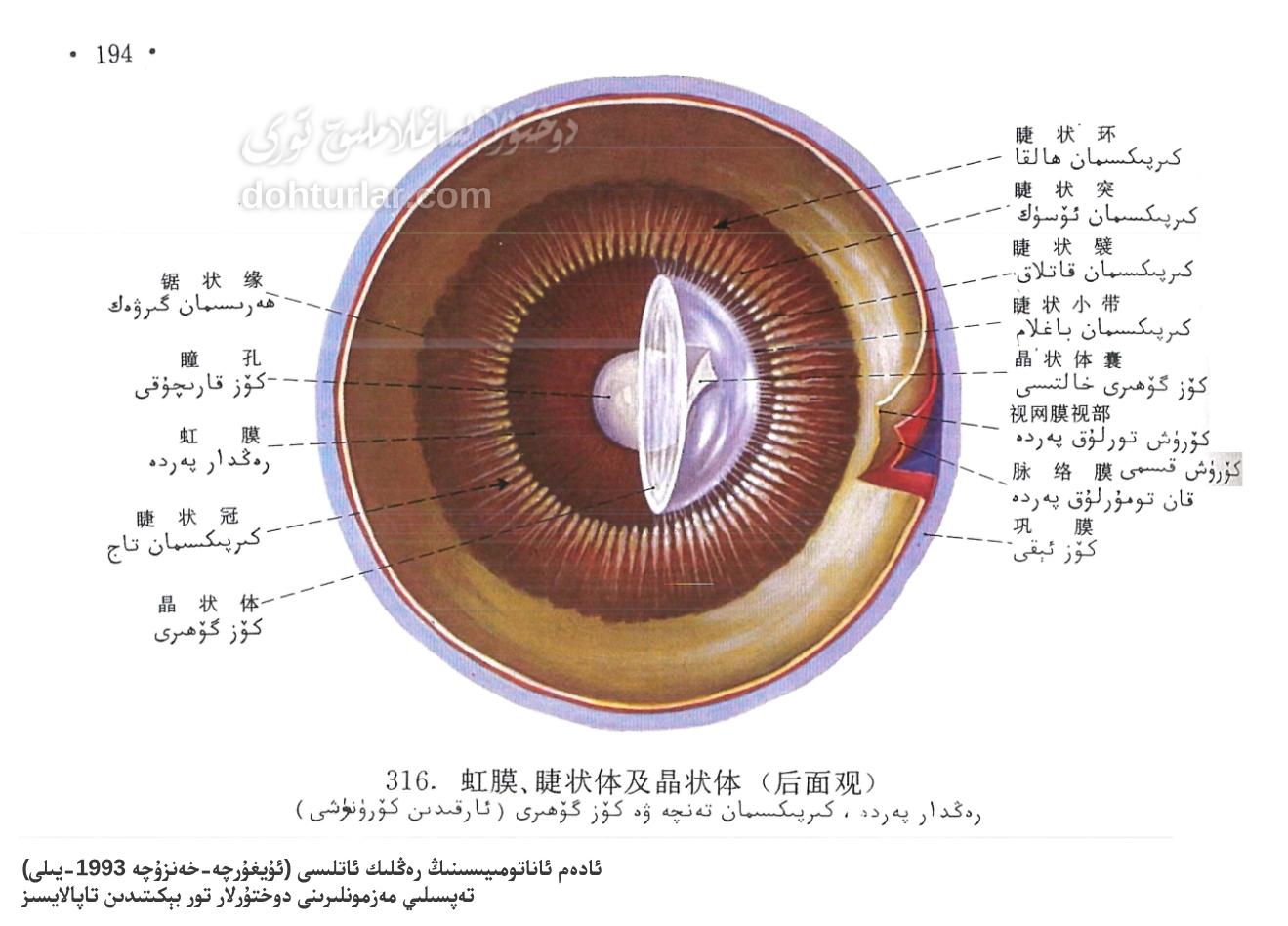 رەڭدار پەردە، كىرپىكسىمان تەنچە ۋە كۆز گۆھىرى ئاناتومىيىلىك تۈزۈلۈشى رەڭدار پەردە، كىرپىكسىمان تەنچە ۋە كۆز گۆھىرى ئاناتومىيىلىك تۈزۈلۈشى