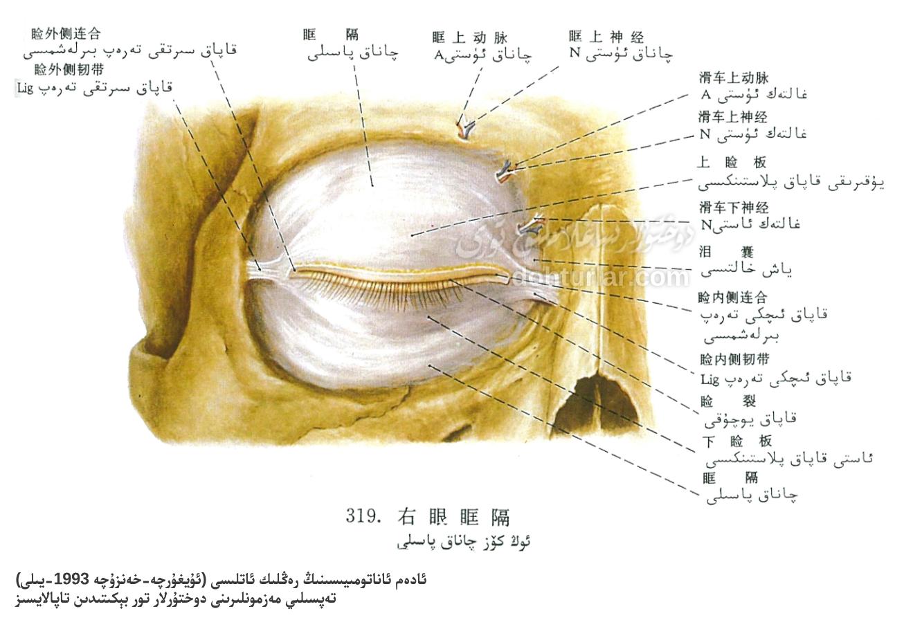 ئوڭ كۆز چاناق پاسىلى ئاناتومىيىلىك تۈزۈلۈشى ئوڭ كۆز چاناق پاسىلى ئاناتومىيىلىك تۈزۈلۈشى