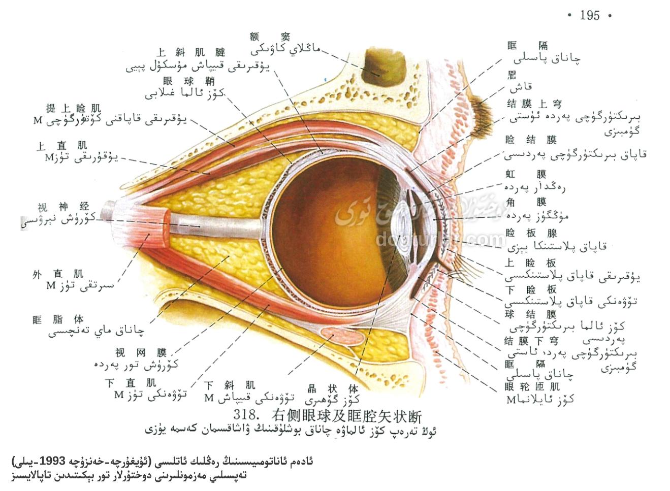 ئوڭ تەرەپ كۆز ئالمىسى ۋە چاناق بوشلۇقىنىڭ ۋاشاقسىمان كەسمە يۈزى ئوڭ تەرەپ كۆز ئالمىسى ۋە چاناق بوشلۇقىنىڭ ۋاشاقسىمان كەسمە يۈزى