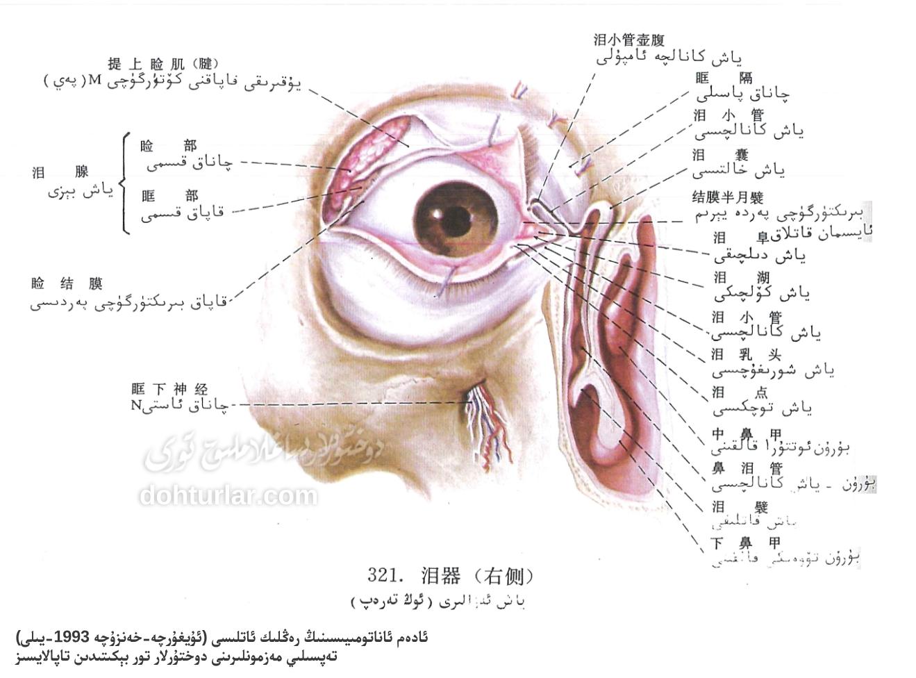 كۆز ياش ئەزالىرى ئاناتومىيىلىك تۈزۈلۈشى كۆز ياش ئەزالىرى ئاناتومىيىلىك تۈزۈلۈشى