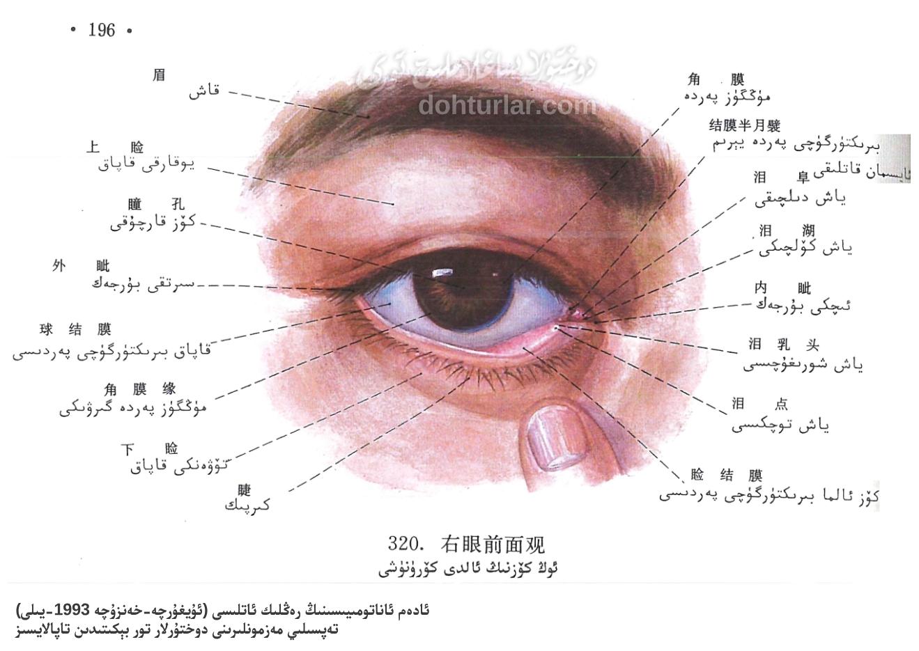 كۆز سىرتقى تۈزۈلۈشى كۆز سىرتقى تۈزۈلۈشى