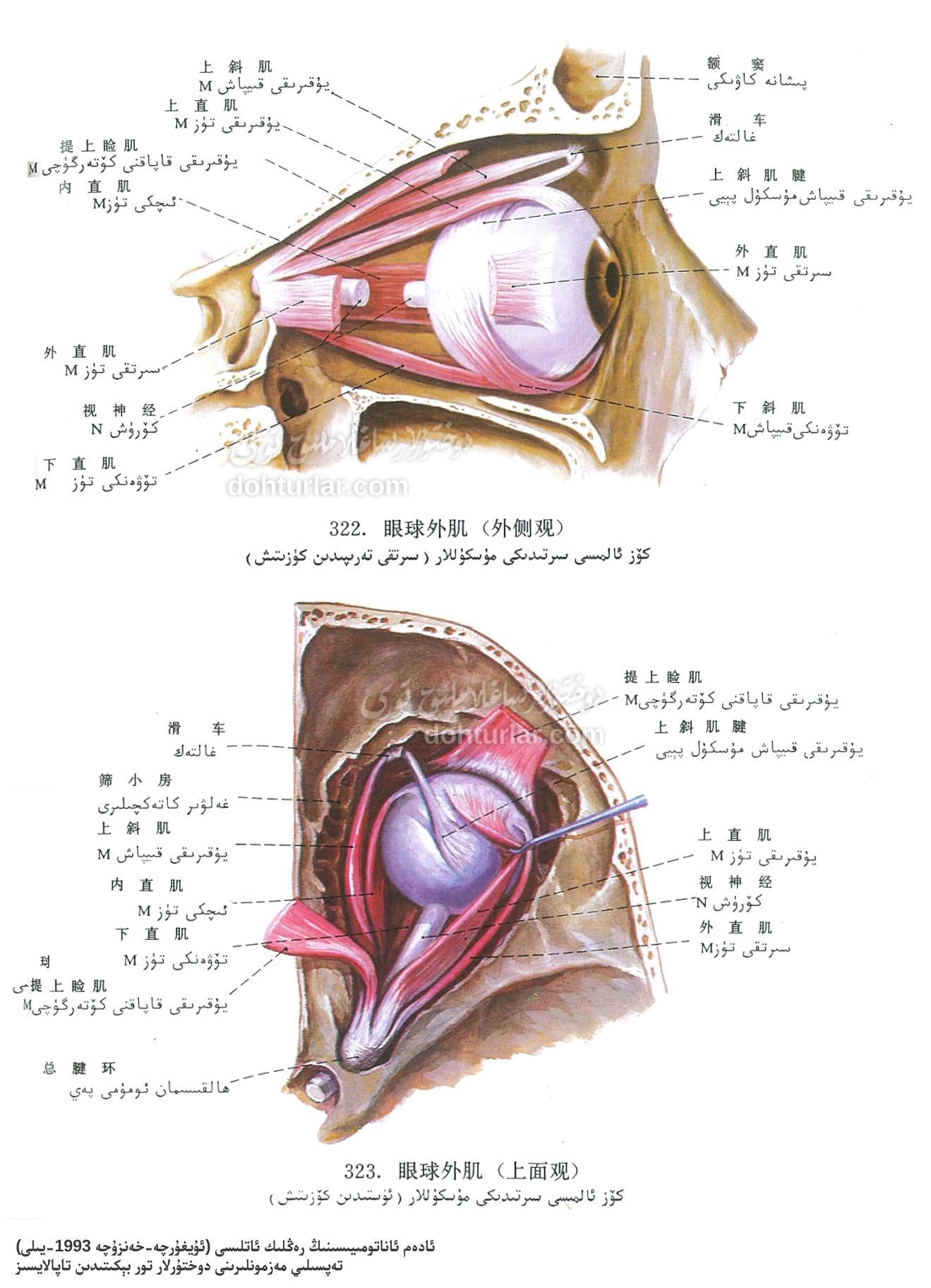 كۆز ئالمىسى سىرتىدىكى مۇسكۇللار ئاناتومىيەسى كۆز ئالمىسى سىرتىدىكى مۇسكۇللار ئاناتومىيەسى