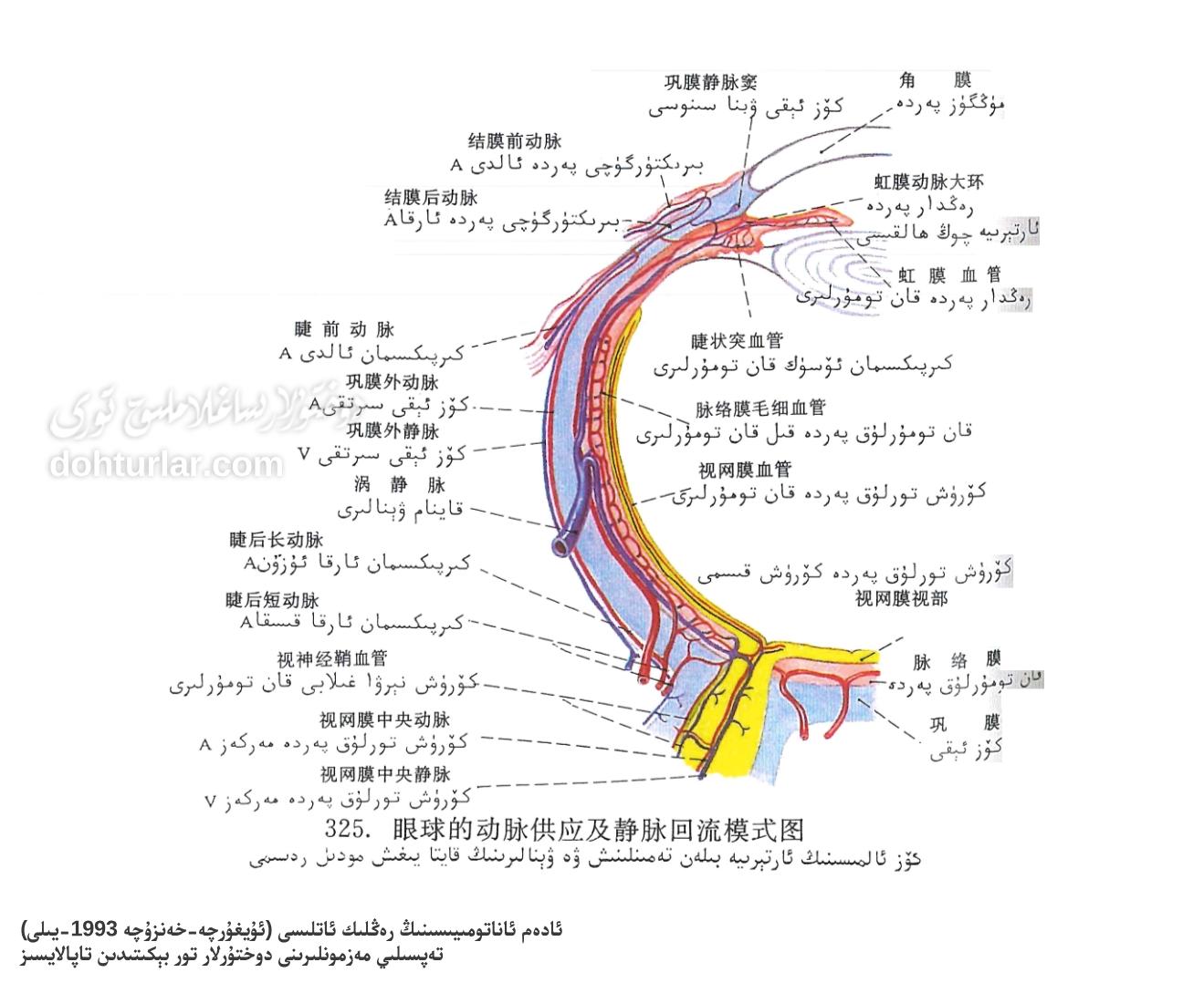 كۆز ئالمىسىنىڭ قان بىلەن تەمىنلىنىشى ۋە قايتا يىغىلىشى ئاناتومىيىسى