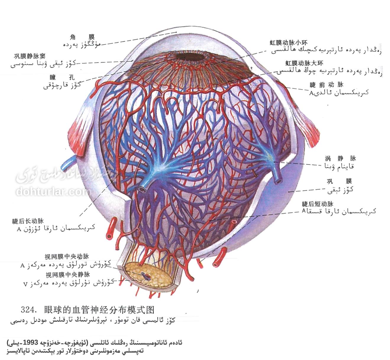 كۆز ئالمىسى قان تومۇر، نېرۋىلىرىنىڭ تارقىلىش ئاناتومىيىسى كۆز ئالمىسى قان تومۇر، نېرۋىلىرىنىڭ تارقىلىش ئاناتومىيىسى