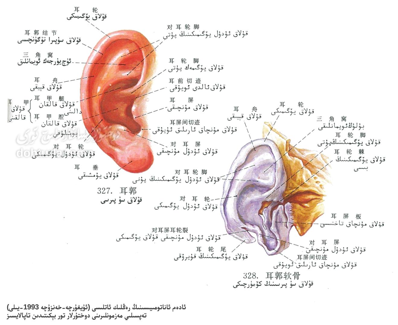 قۇلاق سۇپرىسى ۋە قۇلاق كۆمۈرچەك تۈزۈلۈشى ئاناتومىيىسى قۇلاق سۇپرىسى ۋە قۇلاق كۆمۈرچەك تۈزۈلۈشى ئاناتومىيىسى