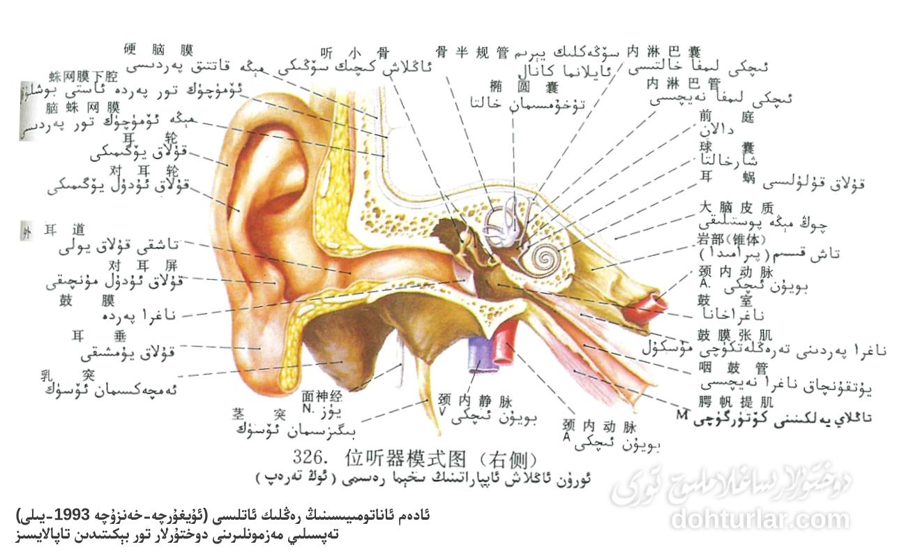 ئورۇن-ئاڭلاش ئاپپاراتى ئاناتومىيەسى ئورۇن-ئاڭلاش ئاپپاراتى ئاناتومىيەسى