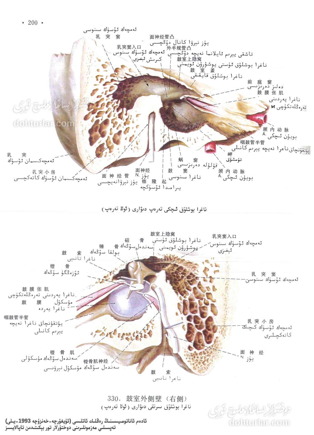 ناغرا بوشلۇقى دىۋارى ئاناتومىيىلىك تۈزۈلۈشى ناغرا بوشلۇقى دىۋارى ئاناتومىيىلىك تۈزۈلۈشى