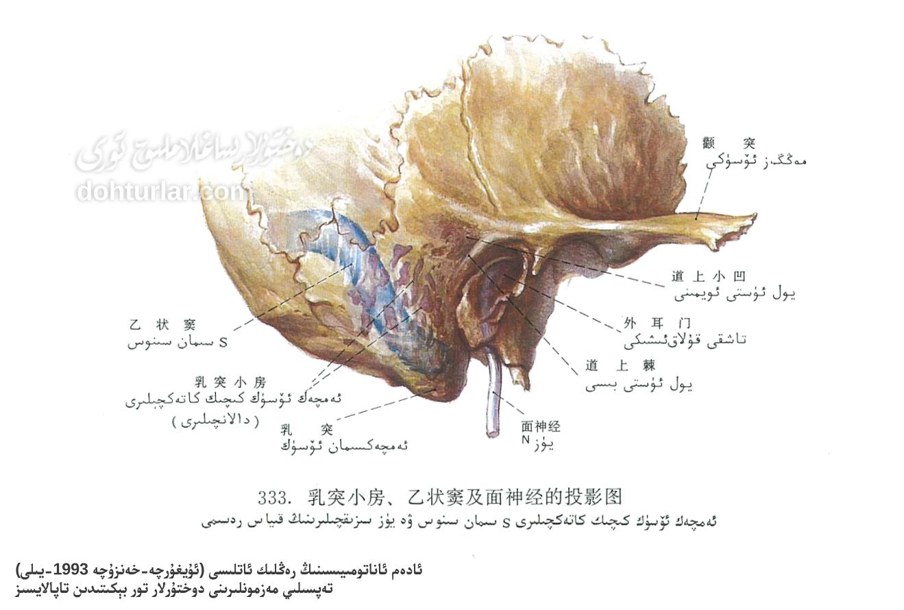 ئەمچەكسىمان ئۆسۈك، S سىمان سىنۇس ۋە يۈز نېرۋىسى ئاناتومىيىسى