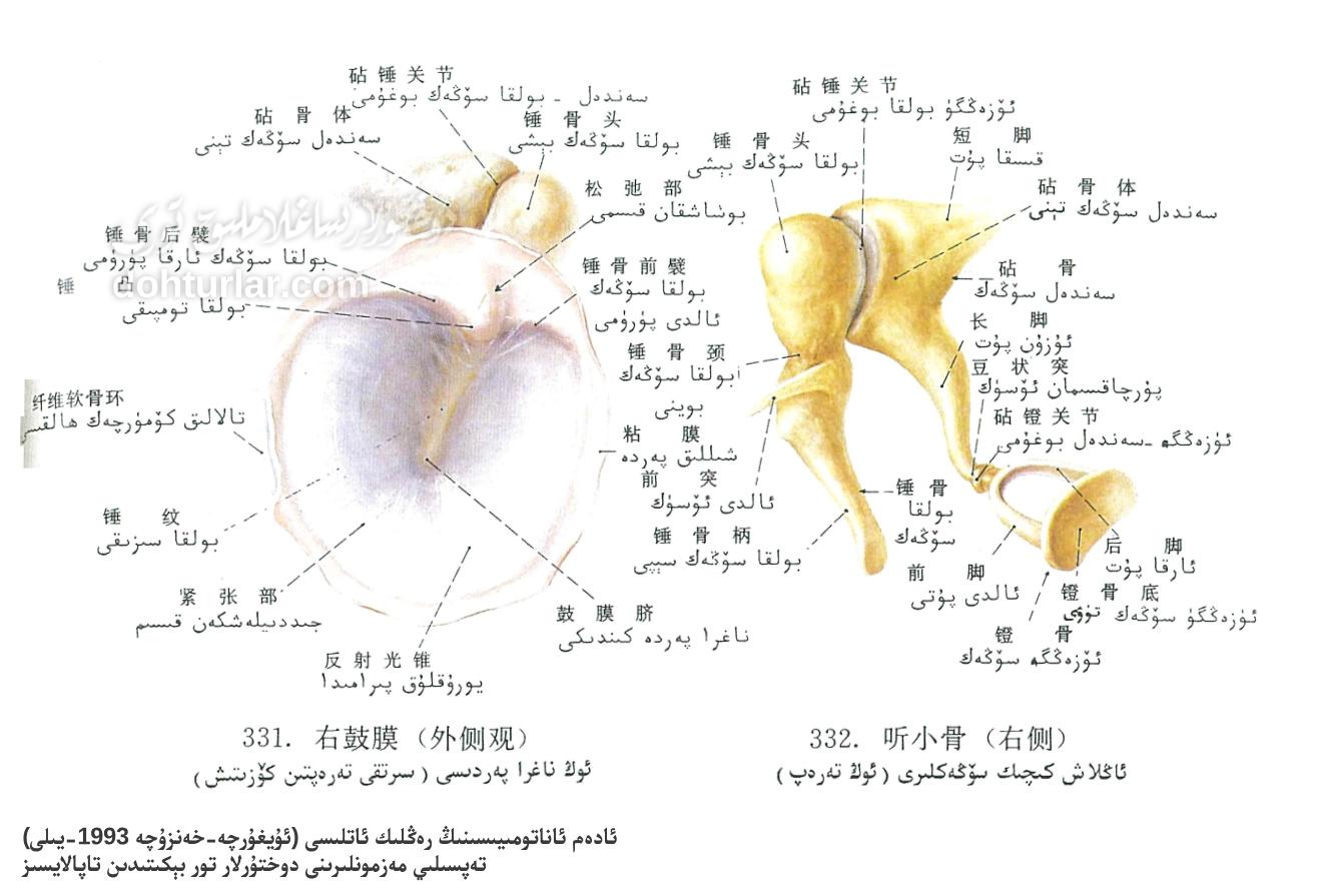 قۇلاق ناغرا پەردىسى ۋە ئاڭلاش كىچىك سۆڭەكلىرى ئاناتومىيىلىك تۈزۈلۈشى قۇلاق ناغرا پەردىسى ۋە ئاڭلاش كىچىك سۆڭەكلىرى ئاناتومىيىلىك تۈزۈلۈشى