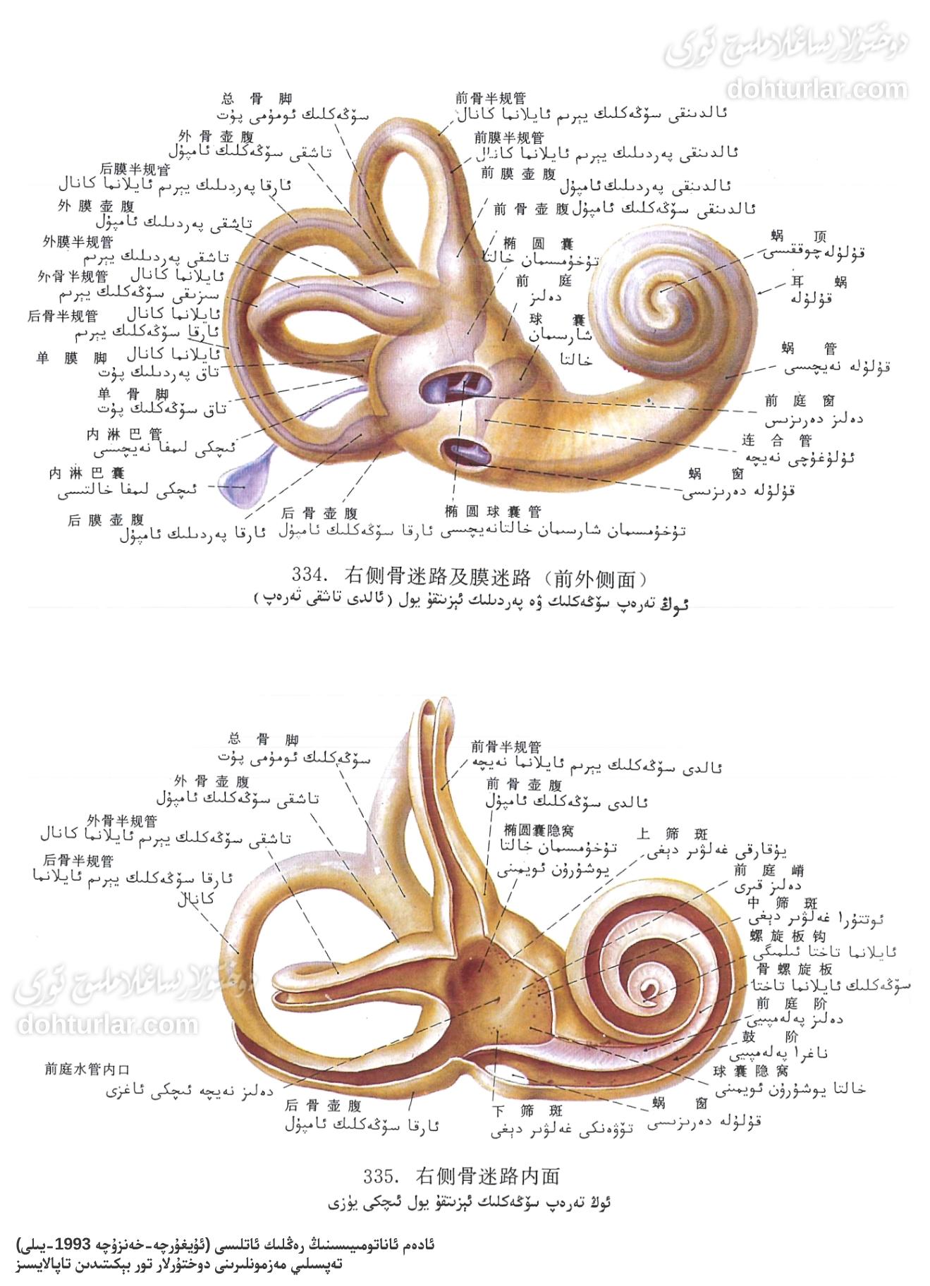 قۇلاق ئىچى سۆڭەكلىك ۋە پەردىلىك ئېزىتقۇ يولى ئاناتومىيىسى قۇلاق ئىچى سۆڭەكلىك ۋە پەردىلىك ئېزىتقۇ يولى ئاناتومىيىسى