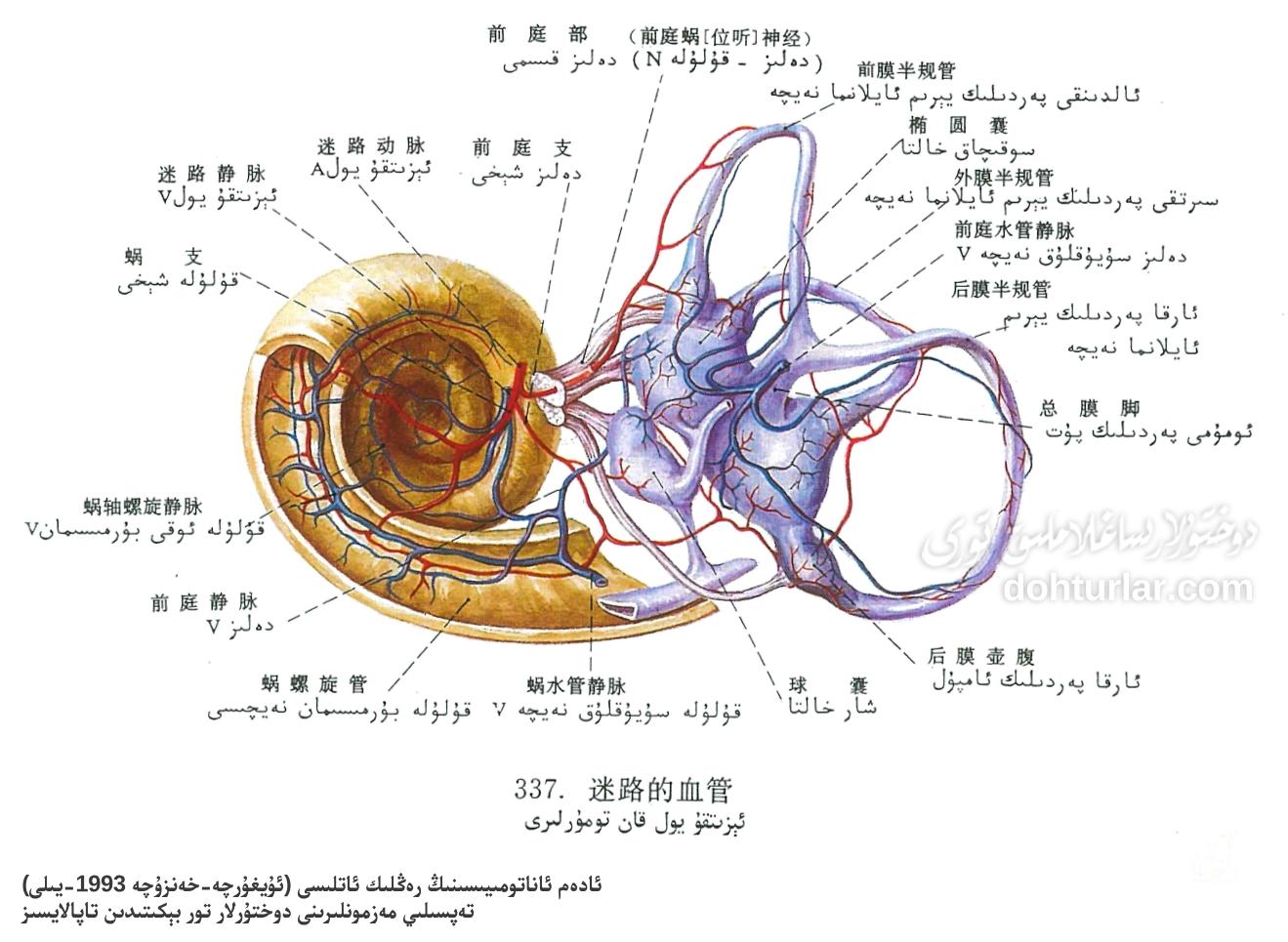 قۇلاق ئىچى ئېزىتقۇ يول قان – تومۇرلىرى ئاناتومىيىسى قۇلاق ئىچى ئېزىتقۇ يول قان – تومۇرلىرى ئاناتومىيىسى