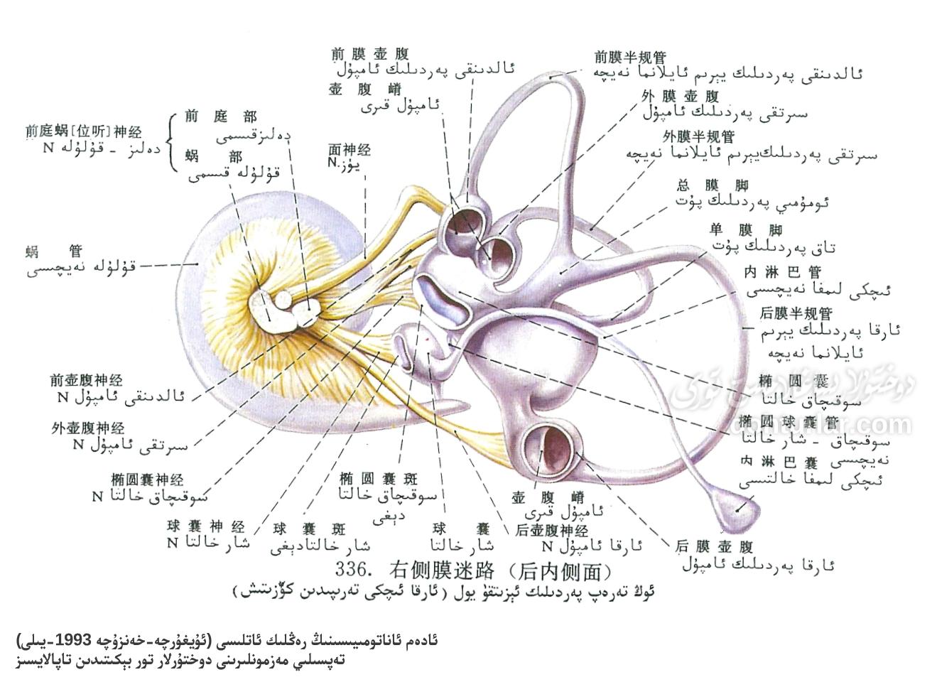 ئوڭ تەرەپ پەردىلىك ئېزىتقۇ يول ئارقا ئىچكى تەرىپى ئاناتومىيىلىك تۈزۈلۈشى ئوڭ تەرەپ پەردىلىك ئېزىتقۇ يول ئارقا ئىچكى تەرىپى ئاناتومىيىلىك تۈزۈلۈشى