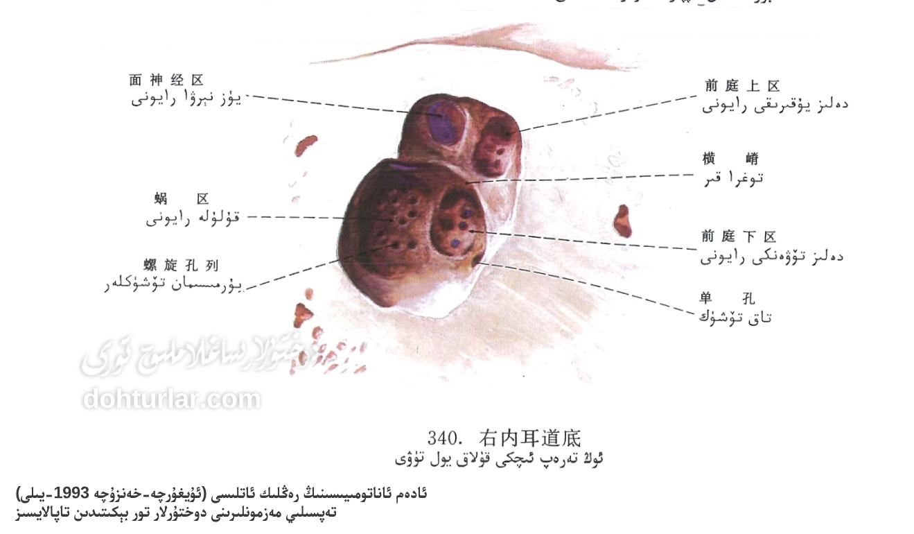 ئوڭ تەرەپ ئىچكى قۇلاق يول تۈۋى ئاناتومىيىسى ئوڭ تەرەپ ئىچكى قۇلاق يول تۈۋى ئاناتومىيىسى