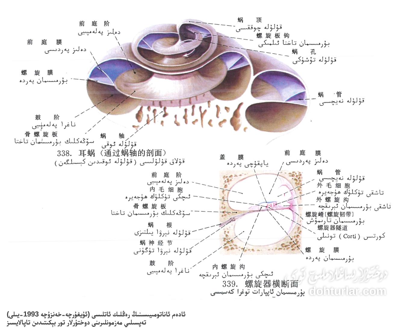 قۇلاق قۇلۇلىسىنىڭ بۇرمىسىمان ئاپپارات توغرا كەسمە يۈزى قۇلاق قۇلۇلىسىنىڭ بۇرمىسىمان ئاپپارات توغرا كەسمە يۈزى