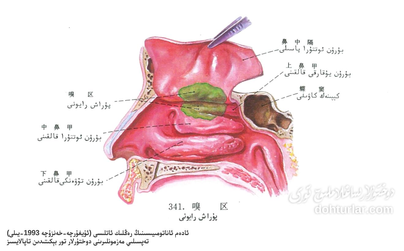 بۇرۇن ۋە پۇراش رايونى ئاناتومىيىسى بۇرۇن ۋە پۇراش رايونى ئاناتومىيىسى