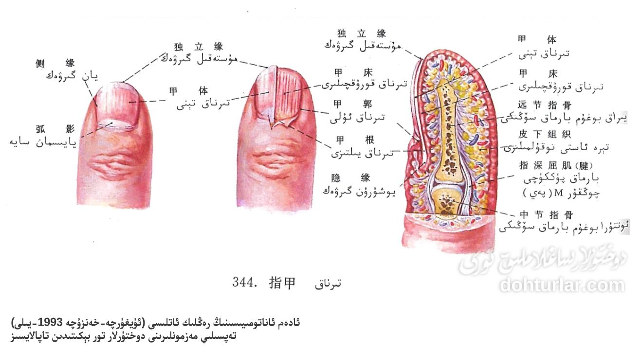 تىرناق ئاناتومىيىلىك تۈزۈلۈشى