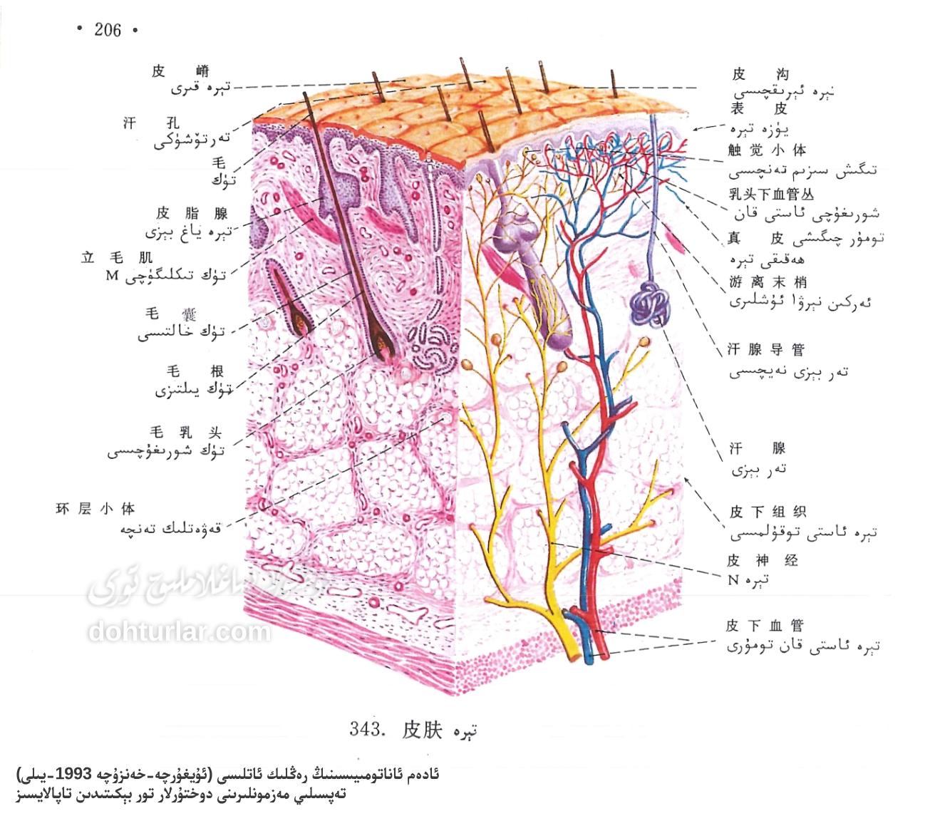 تېرىنىڭ ئاناتومىيىلىك تۈزۈلۈشى