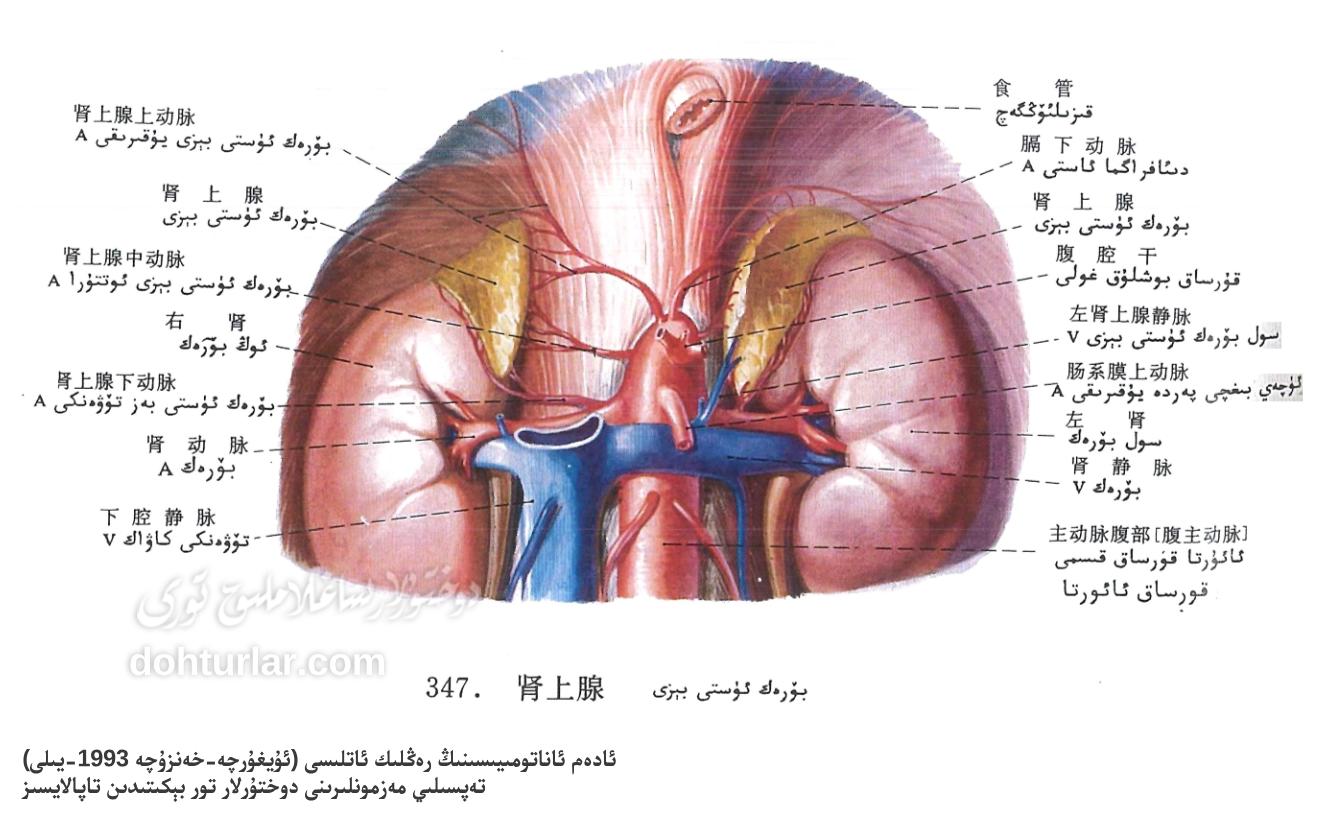 بۆرەك ئۈستى بېزى ئورنى ۋە تۈزۈلۈشى بۆرەك ئۈستى بېزى ئورنى ۋە تۈزۈلۈشى