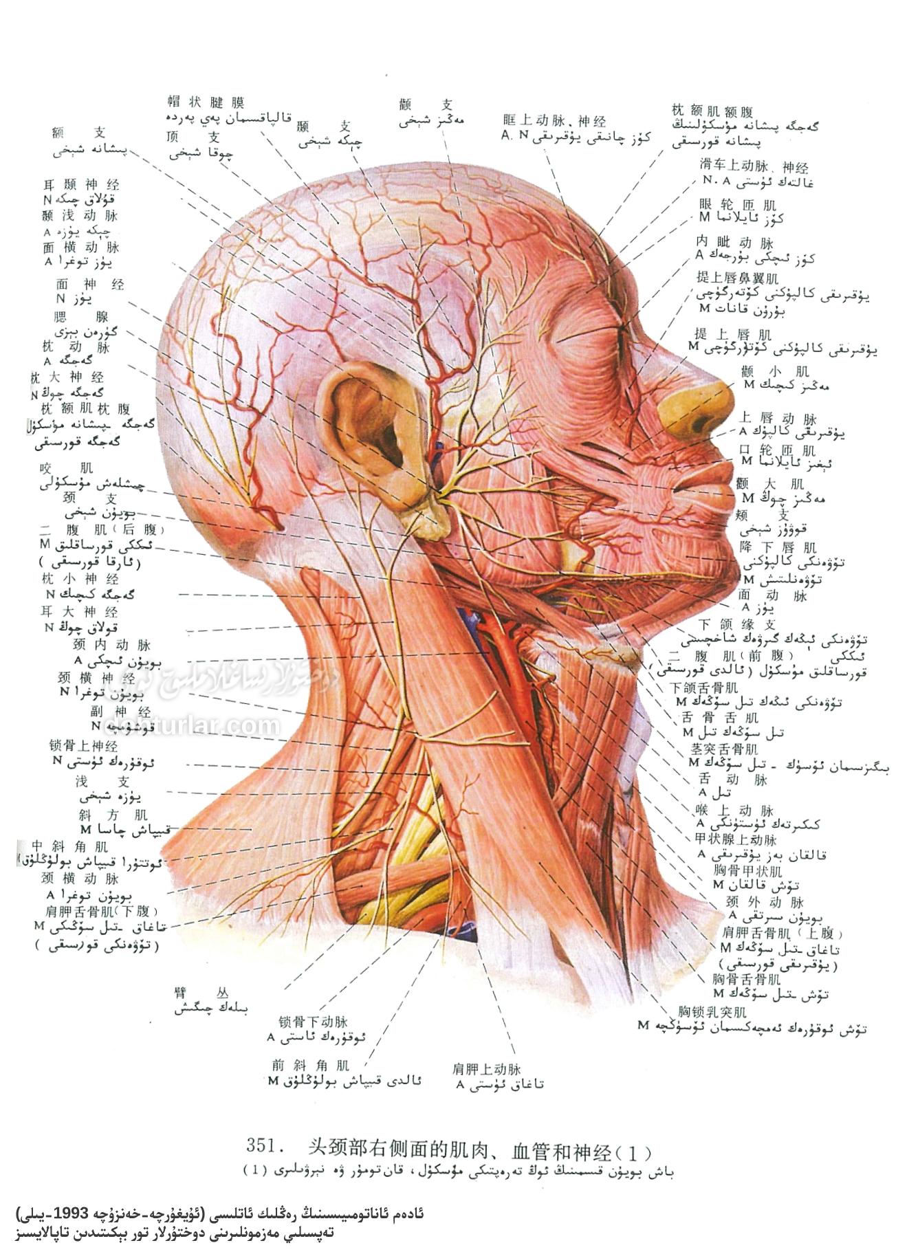 باش ۋە بويۇن قىسمى ئوڭ تەرەپ مۇسكۇل، قان تومۇر، نېرۋىلار ئاناتومىيىسى باش ۋە بويۇن قىسمى ئوڭ تەرەپ مۇسكۇل، قان تومۇر، نېرۋىلار ئاناتومىيىسى