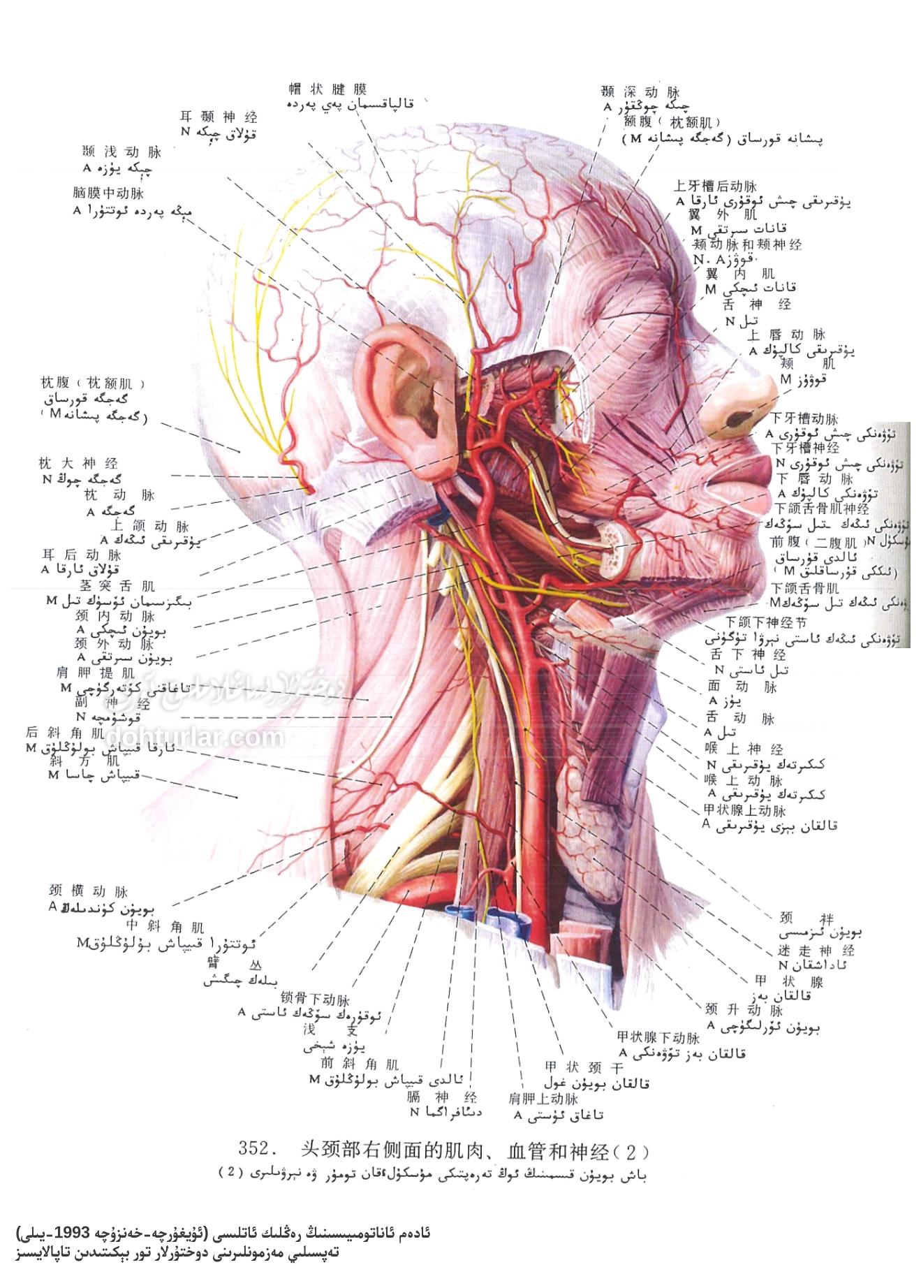 باش بويۇن قىسمىنىڭ ئوڭ تەرەپتىكى مۇسكۇل قان تومۇر ۋە نېرۋىلار ئاناتومىيىسى 2