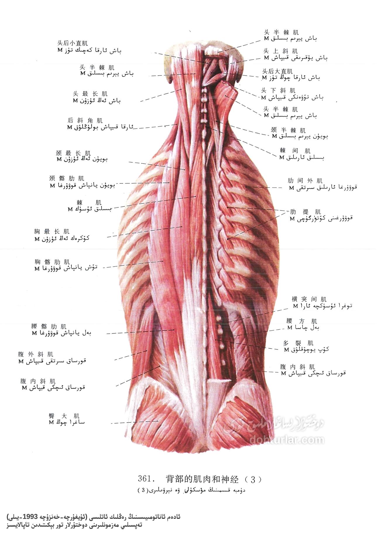 دۈمبە قىسمىدىكى مۇسكۇل ۋە نېرۋىلارنىڭ ئاناتومىيسى 3
