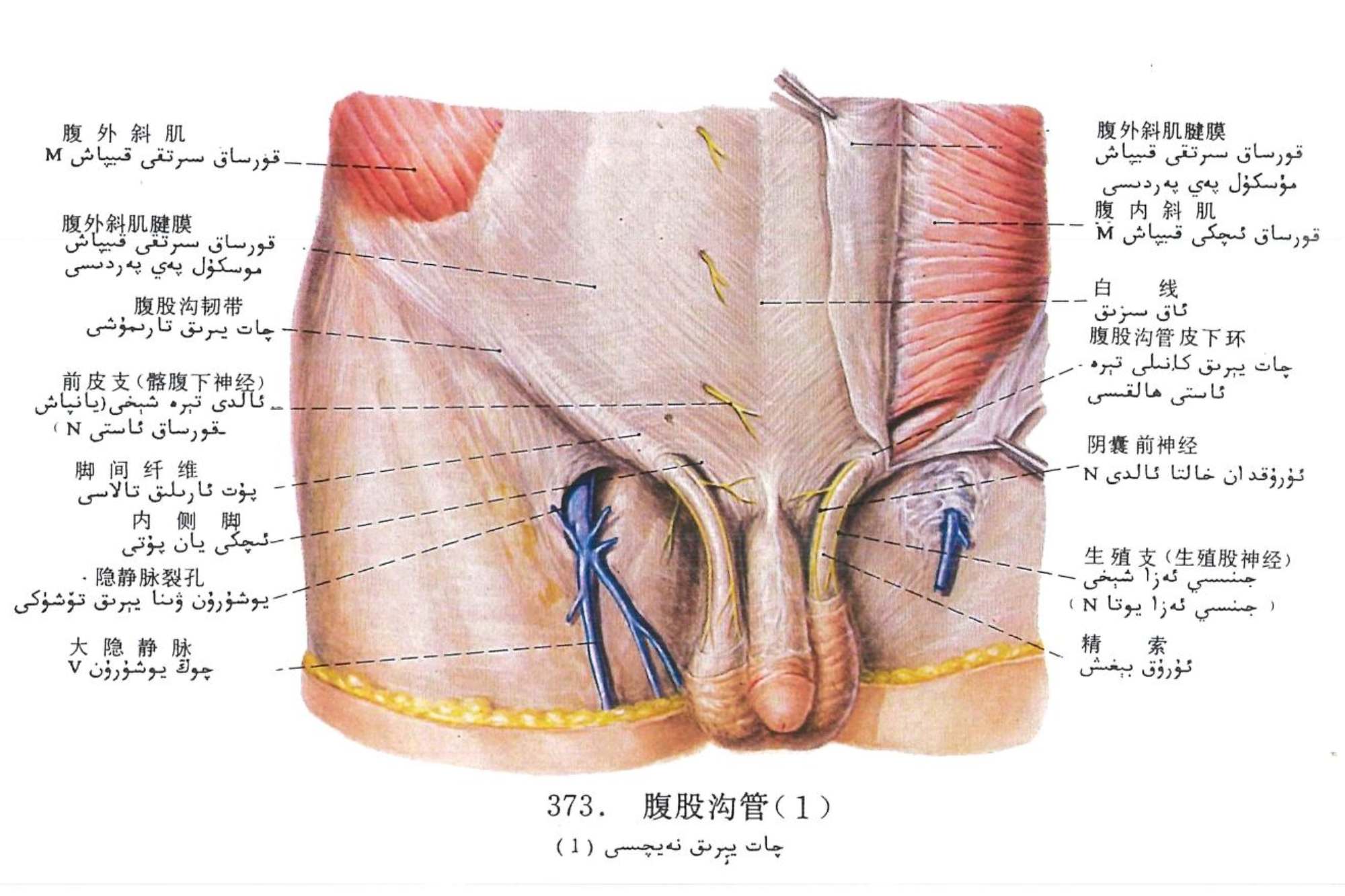 چات يېرىق نەيچىسى قورساق دىۋارى ئاناتومىيىسى