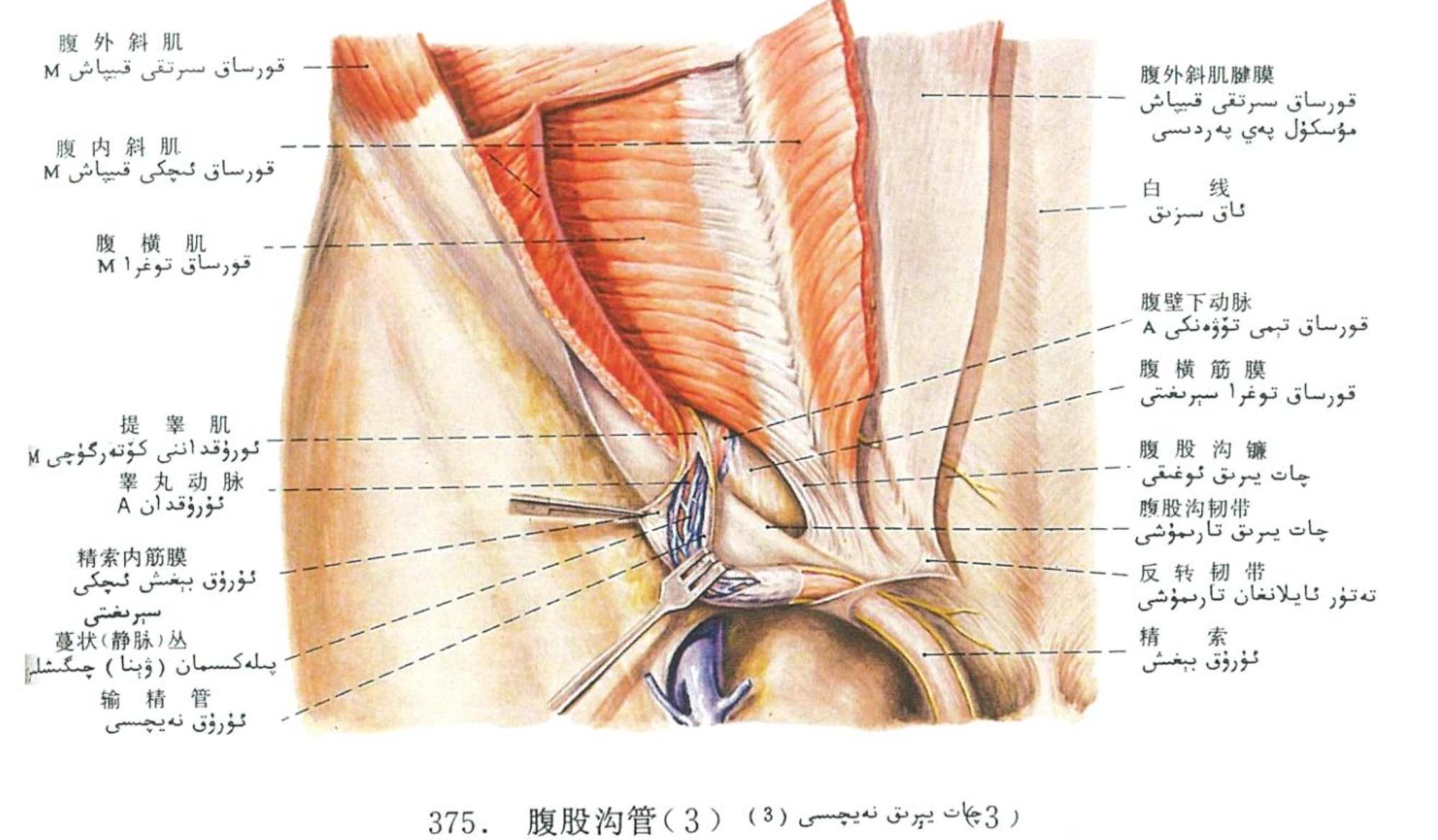 چات يېرىق ئۈچ بۇرجىكى ئاناتومىيىلىك قۇرۇلمىسى چات يېرىق ئۈچ بۇرجىكى ئاناتومىيىلىك قۇرۇلمىسى