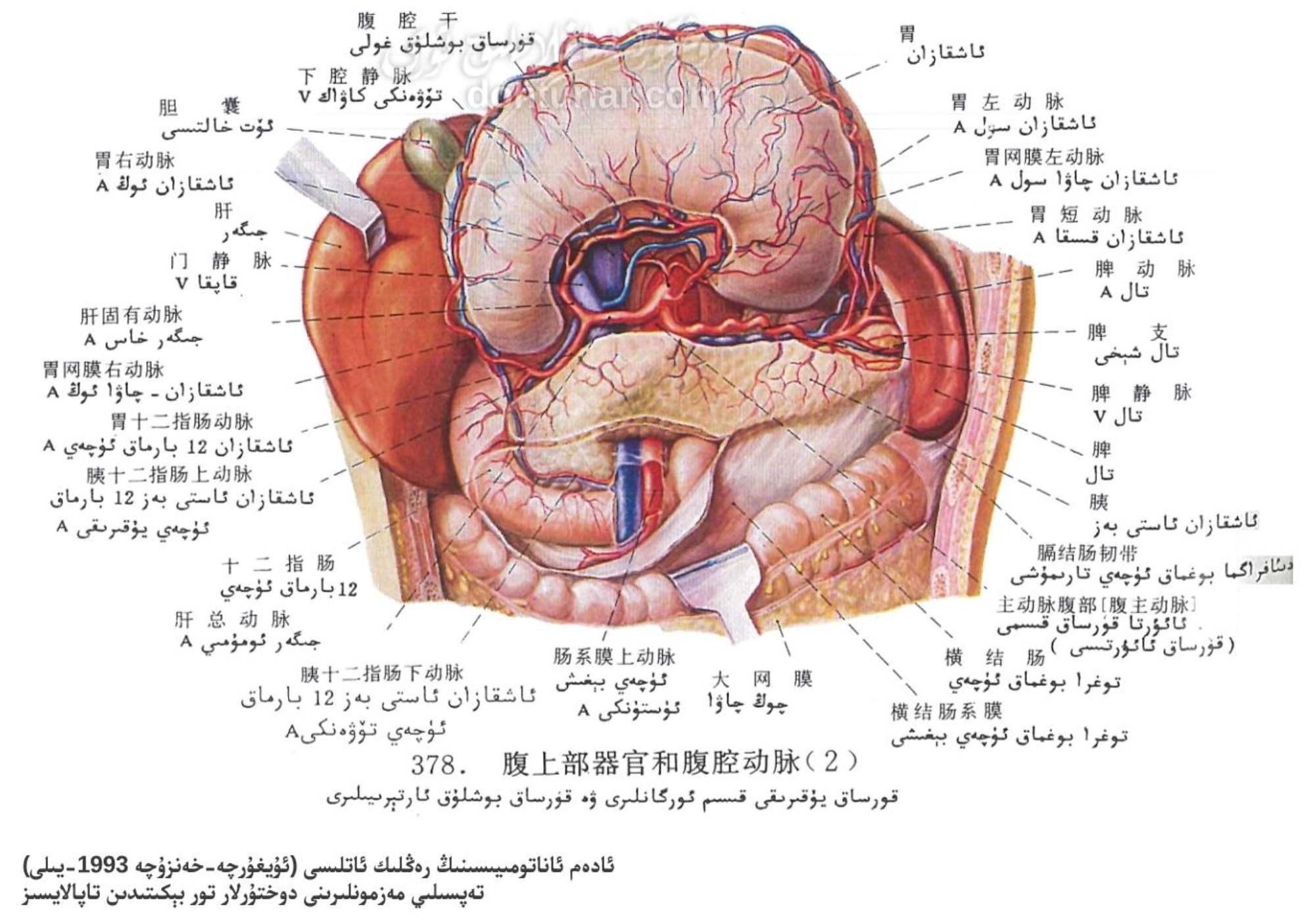 قورساق يۇقارىقى قىسىم ئورگانلىرى ۋە قورساق بوشلۇق ئارتېرىيە تۈزۈلۈشى