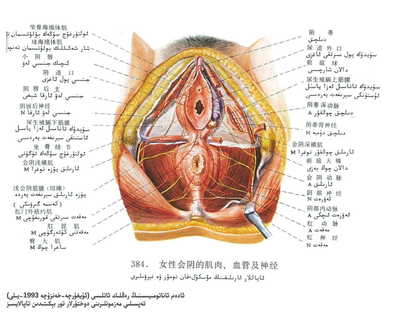 ئاياللار ئارىلىقى مۇسكۇل، قان تومۇر ۋە نېرۋىلارنىڭ ئاناتومىيىسى