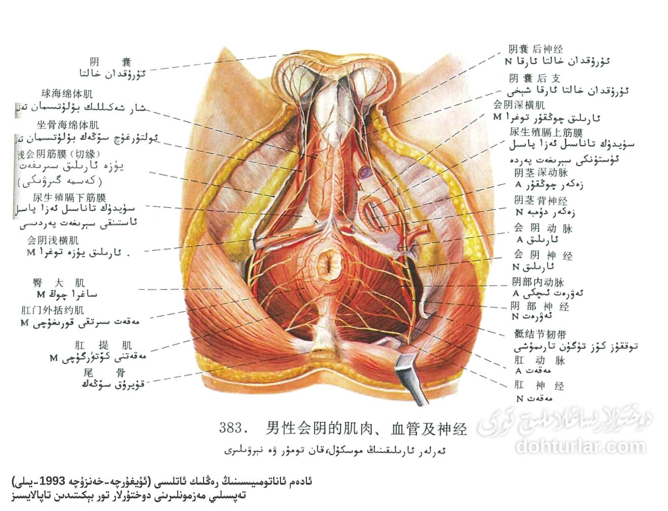 ئەرلەر ئارىلىقى مۇسكۇل، قان تومۇر ۋە نېرۋىلىرىنىڭ ئاناتومىيىلىك تۈزۈلۈشى