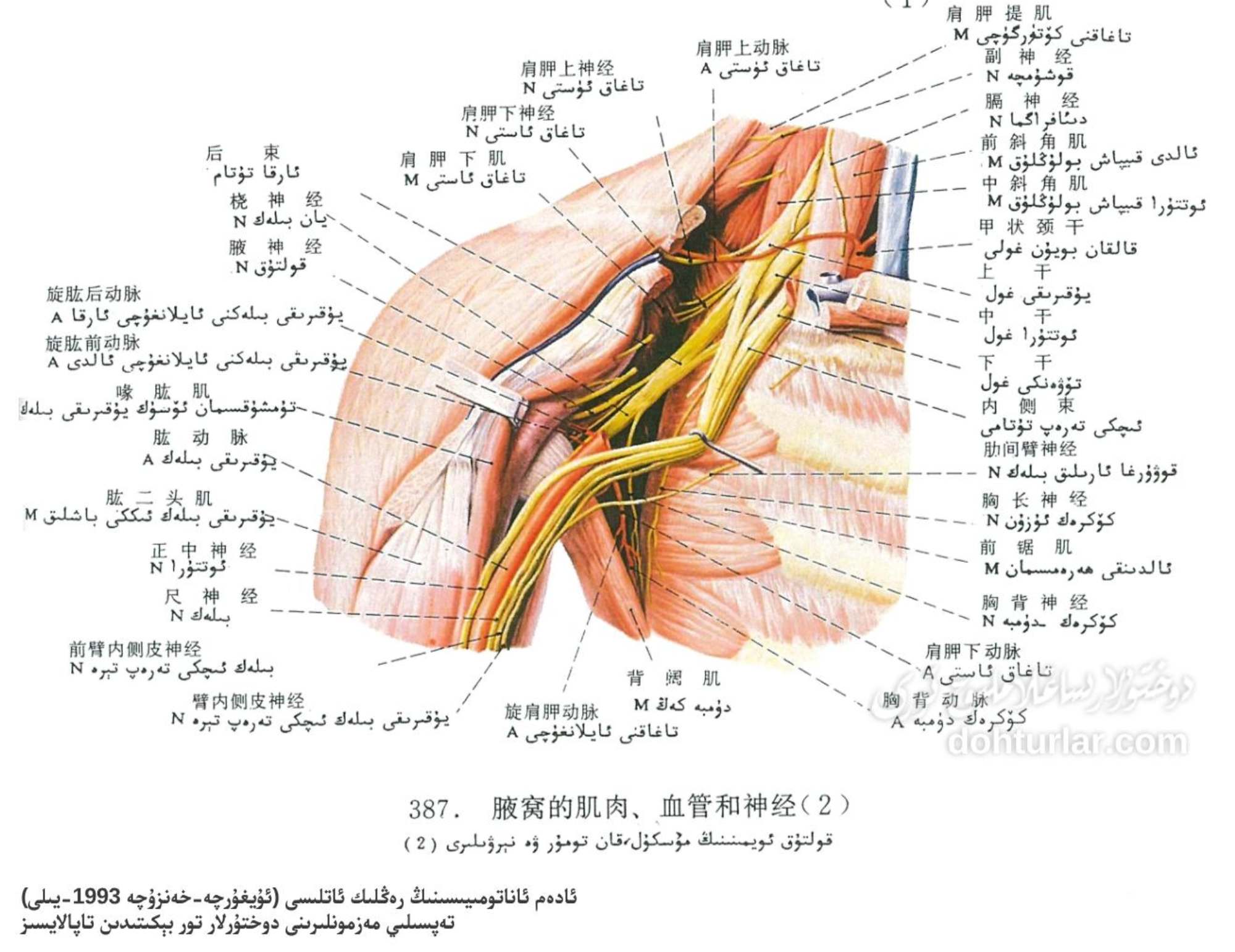 قولتۇق ئويمىنى مۇسكۇل، قان تومۇر ۋە نېرۋىلارنىڭ ئاناتومىيەلىك تۈزۈلۈشى