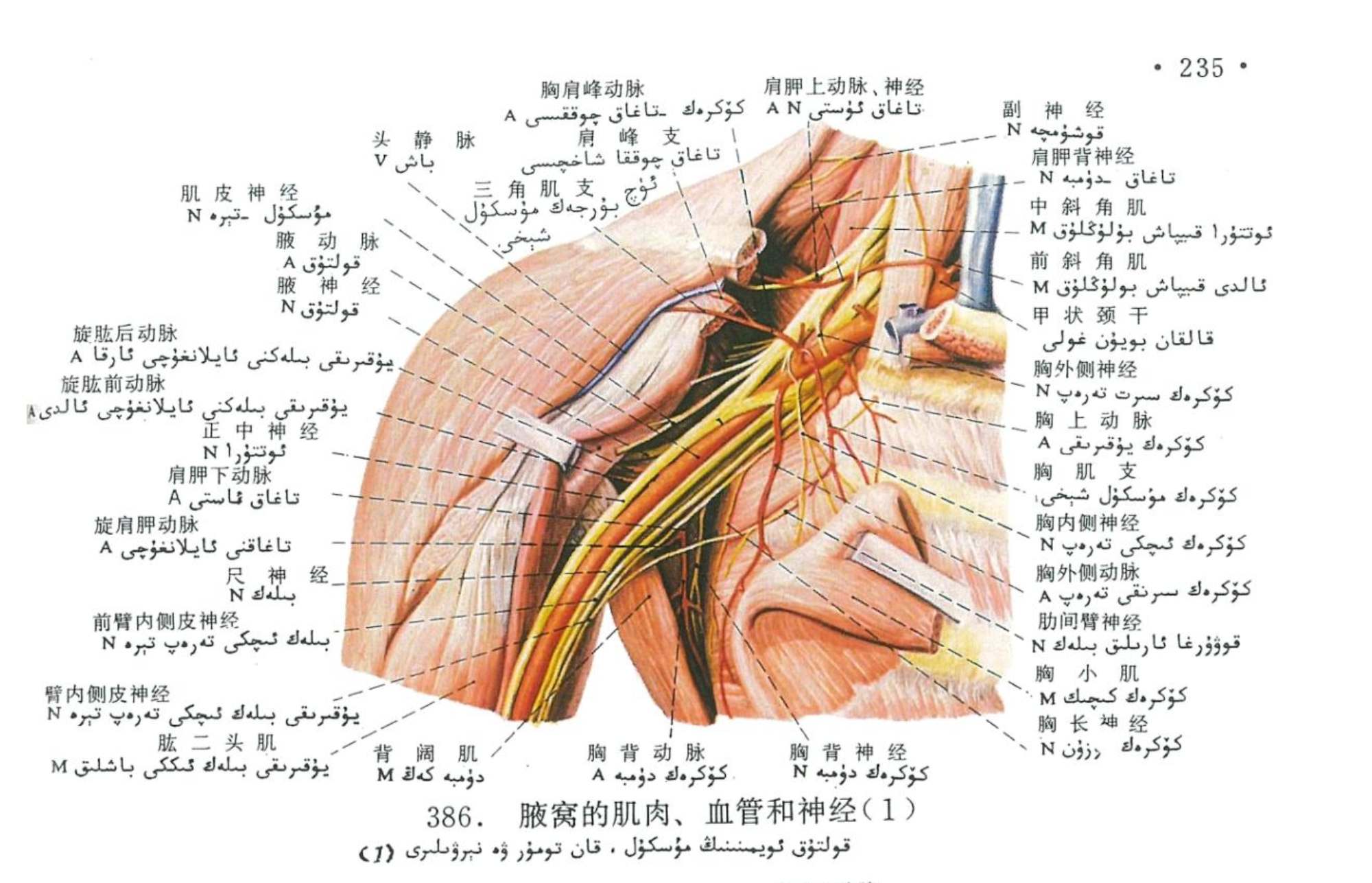 قولتۇق ئويمىنىنىڭ مۇسكۇل، قان تومۇر ۋە نېرۋا ئاناتومىيىسى