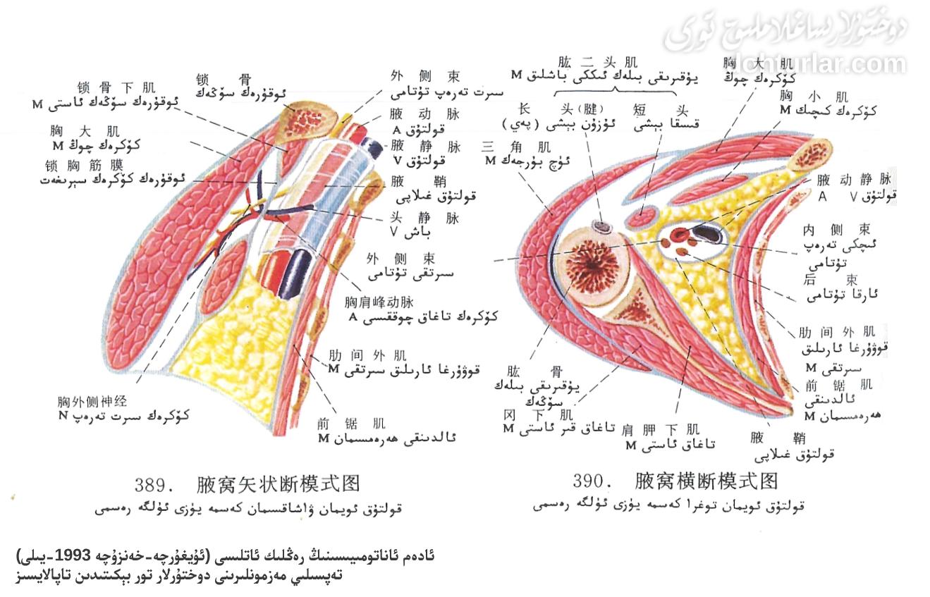 ئادەم بەدىنى قولتۇق ئويمىنى ئاناتومىيەسى