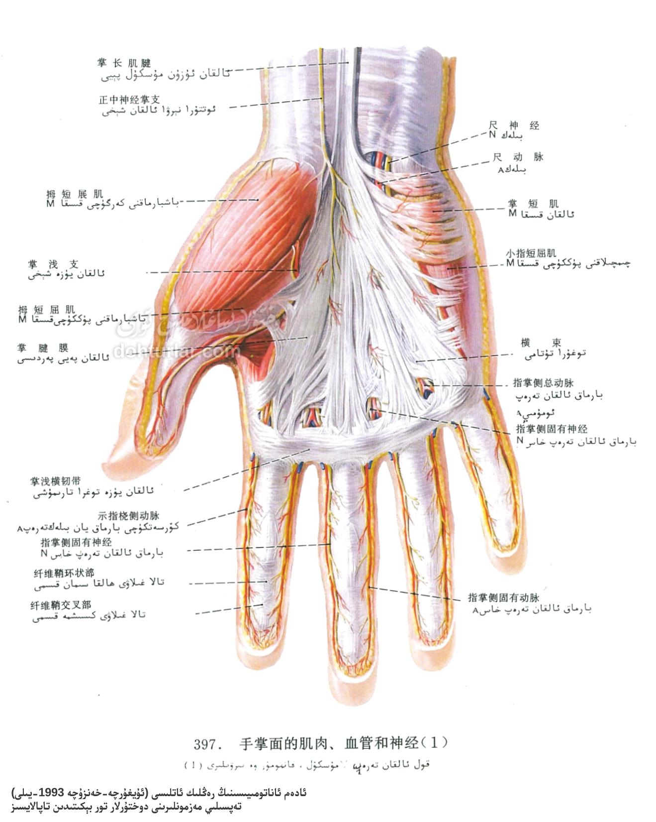 قول ئالقان قىسمىنىڭ مۇسكۇل، قان تومۇر ۋە نېرۋا ئاناتومىيىلىك تۈزۈلۈشى