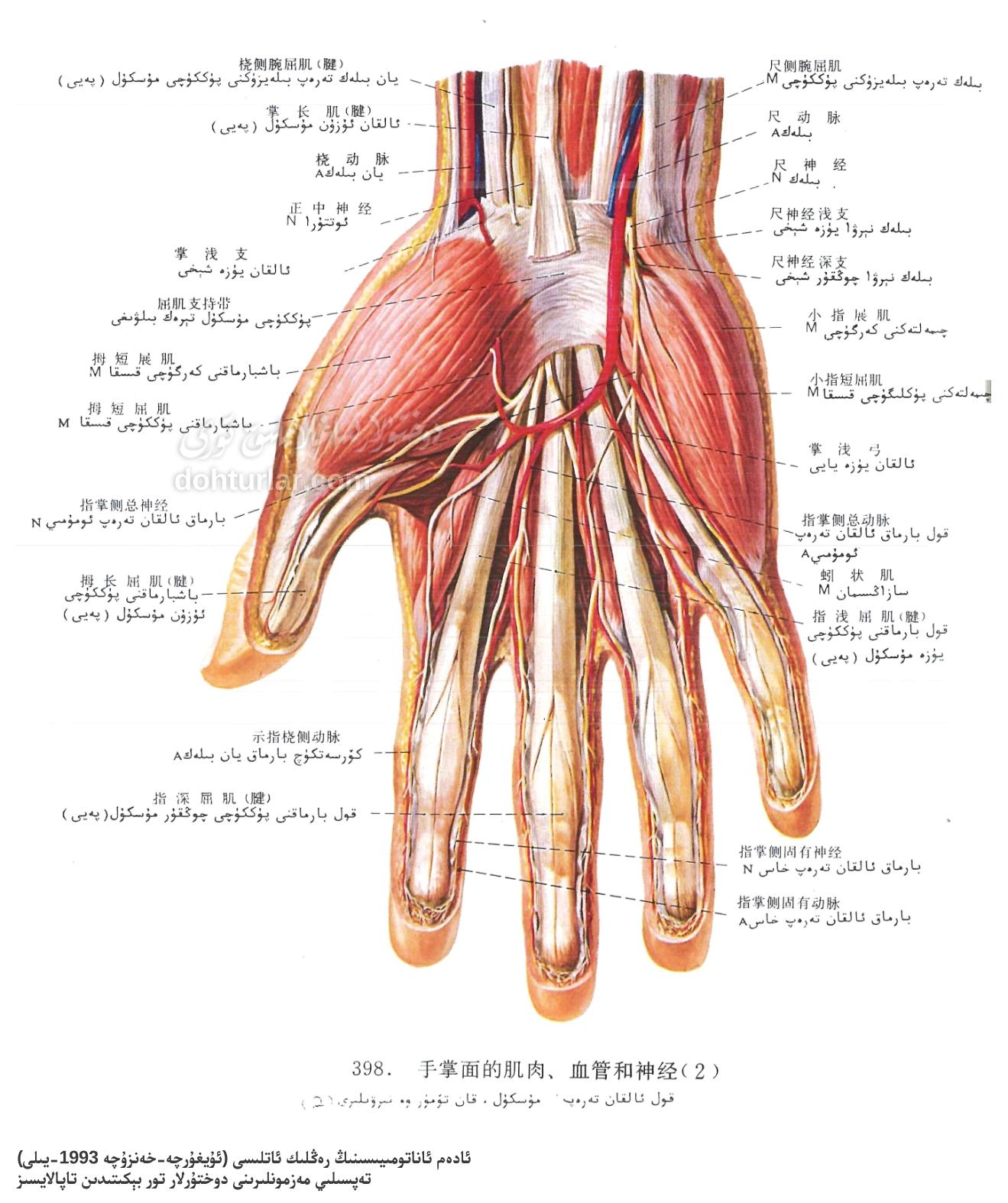 قول ئالقان قىسمىنىڭ مۇسكۇل، قان تومۇر ۋە نېرۋا ئاناتومىيىلىك تۈزۈلۈشى